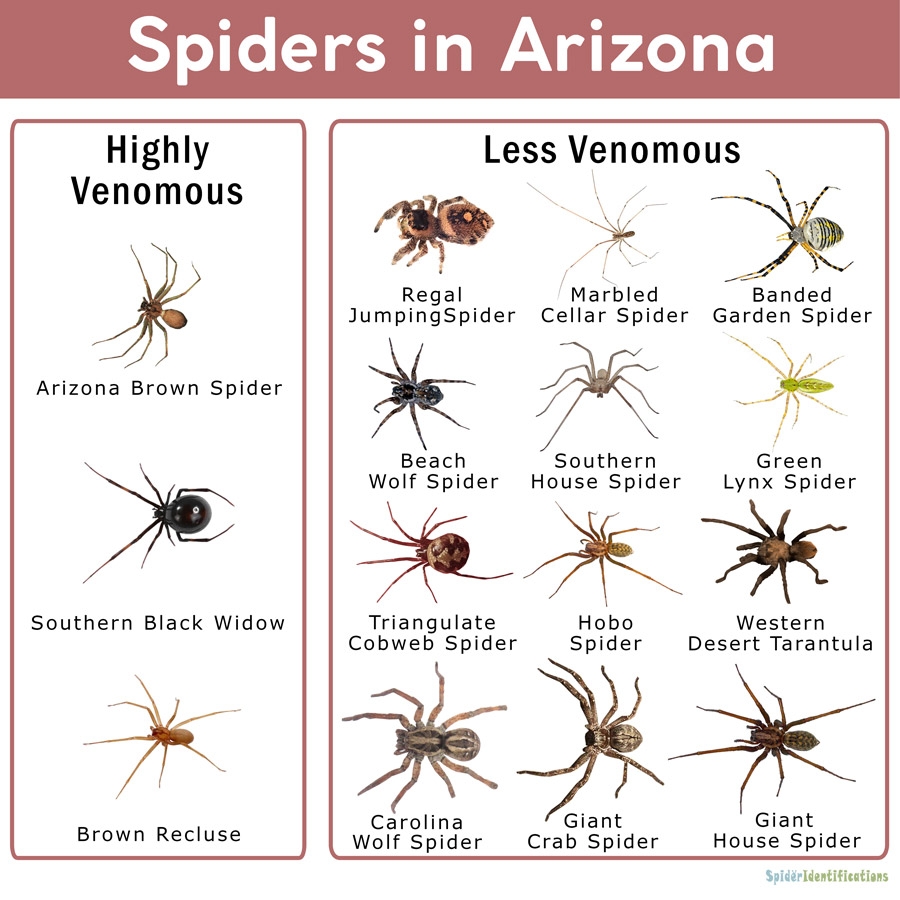 Arizona Spider Guide R Phoenix