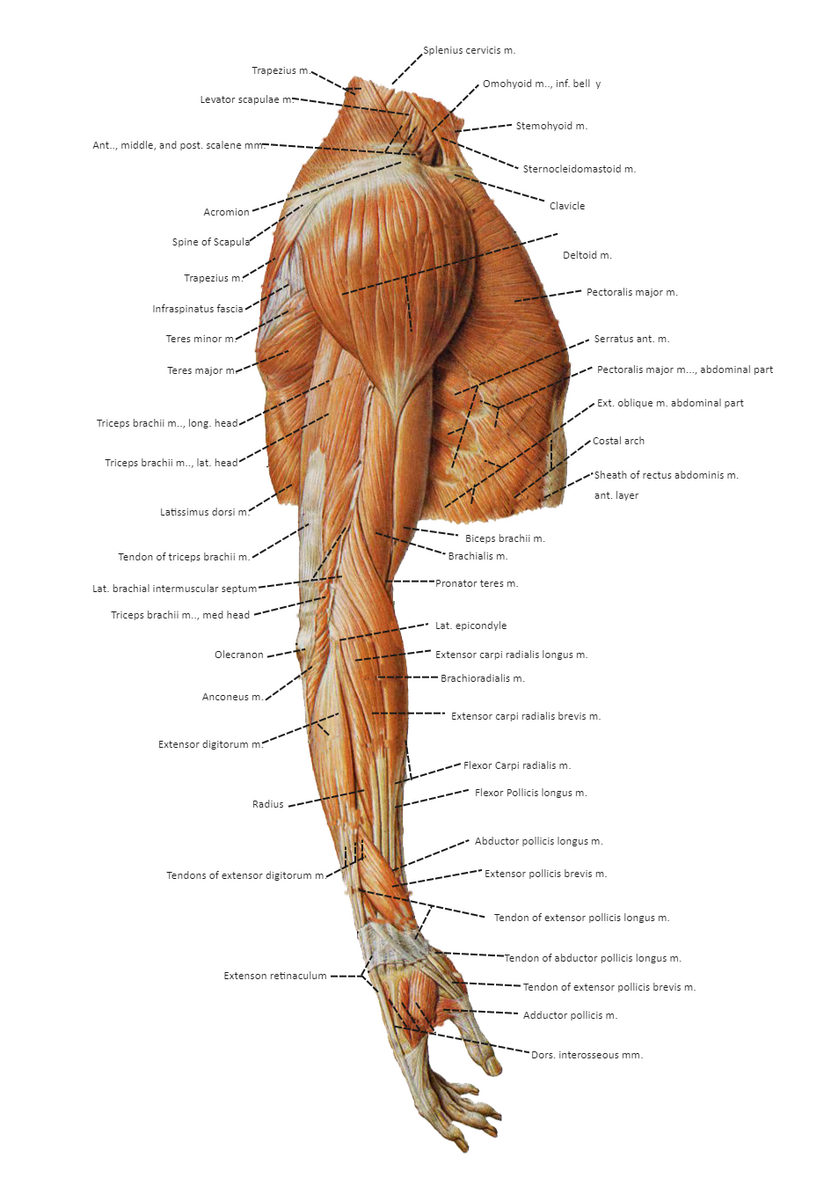 Arm Muscle Diagram EdrawMax Template