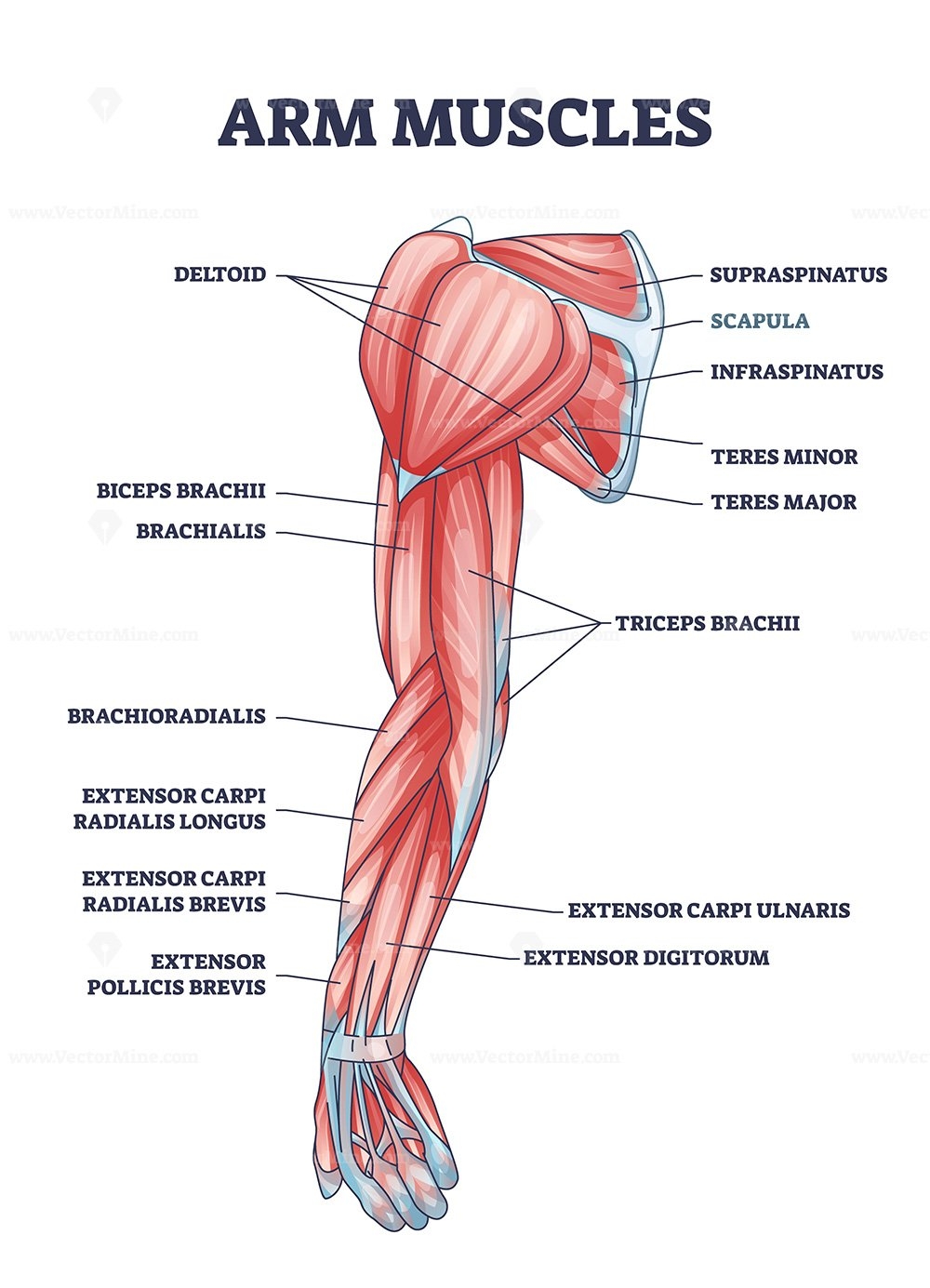 Arm Muscles Medical Description With Labeled Latin Titles Outline Diagram VectorMine