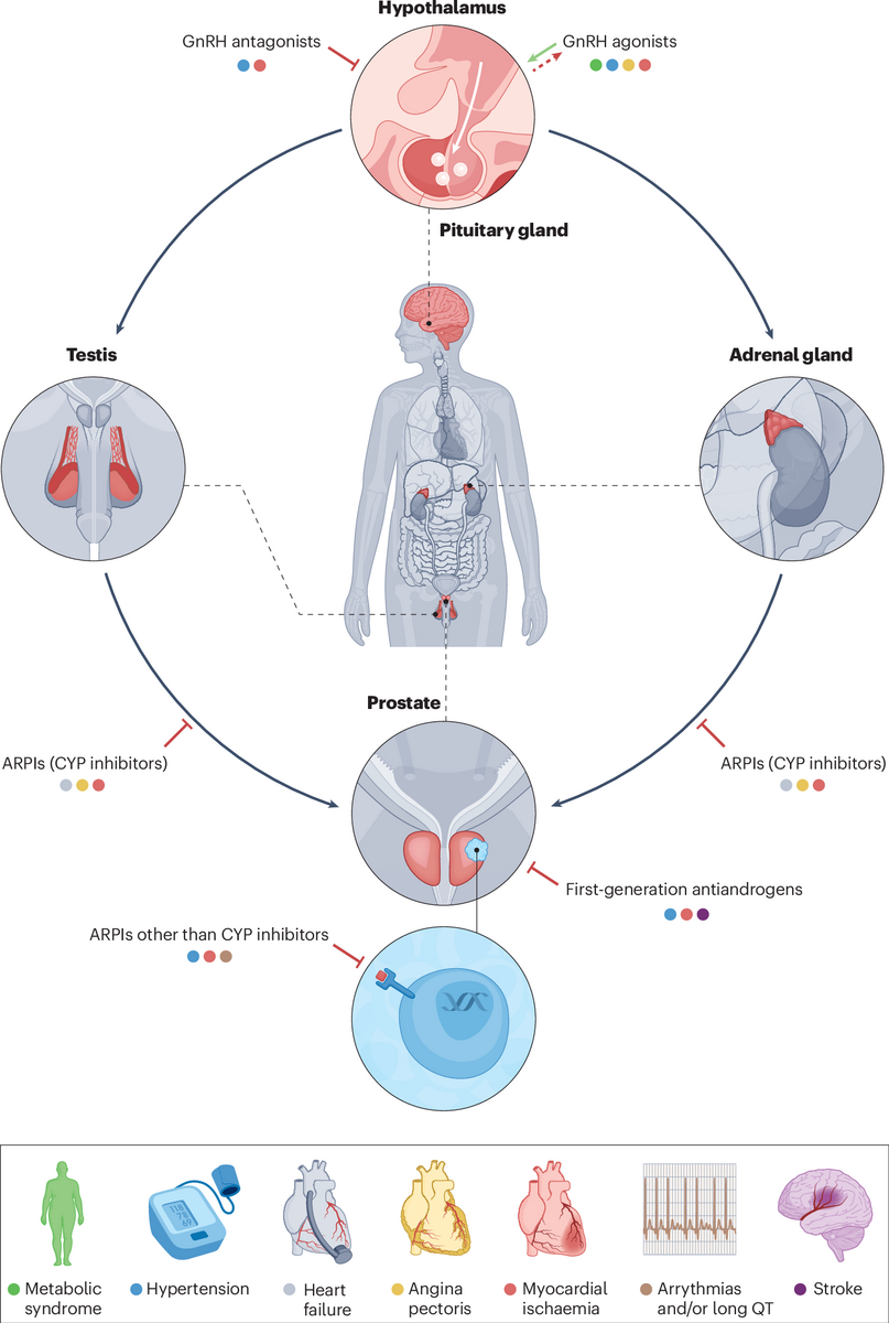Assessing The Effects Of Prostate Cancer Therapies On Cardiovascular Health Nature Reviews Urology