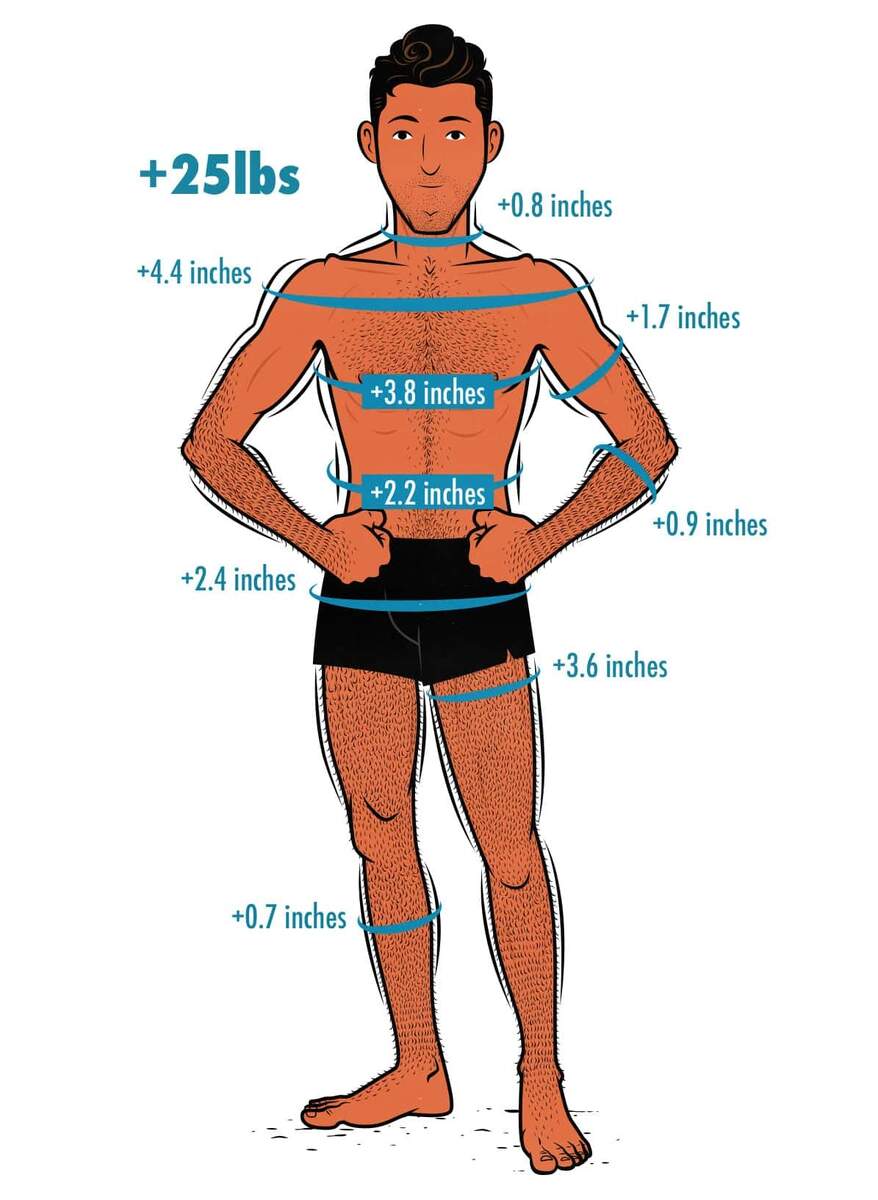 Average Bulking Results Weight Gain Measurements Photos