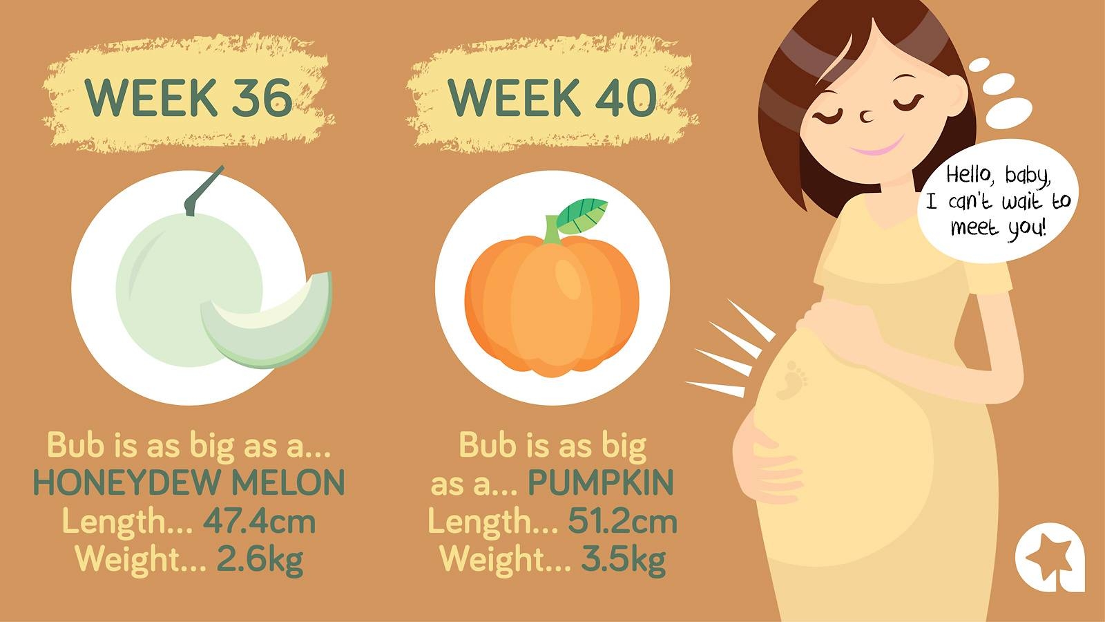 Baby Growth Chart How Big Is Your Baby This Week Infographic
