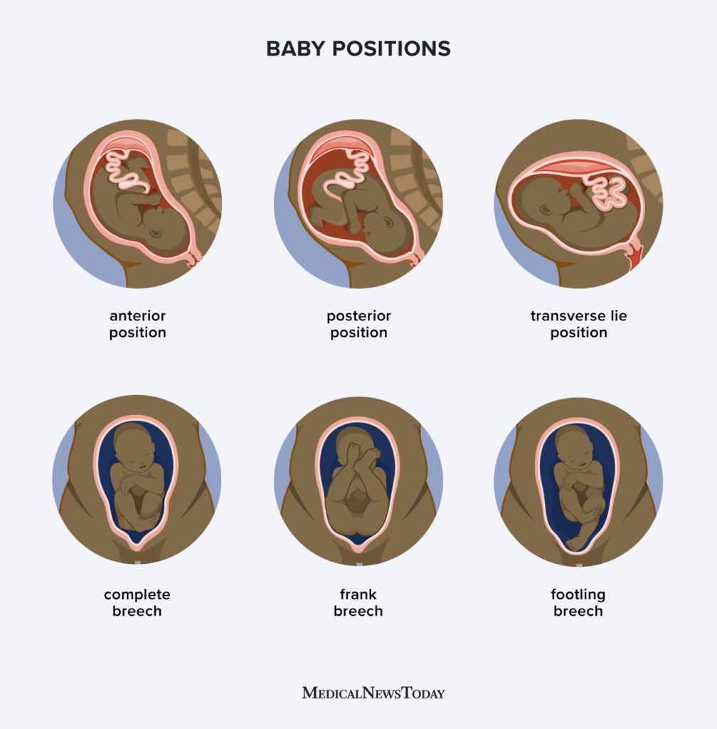 Baby Growth Chart How Big Is Your Baby This Week Infographic