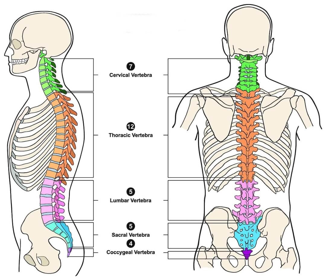 Understanding Female Back Pain Causes And Symptoms Chart