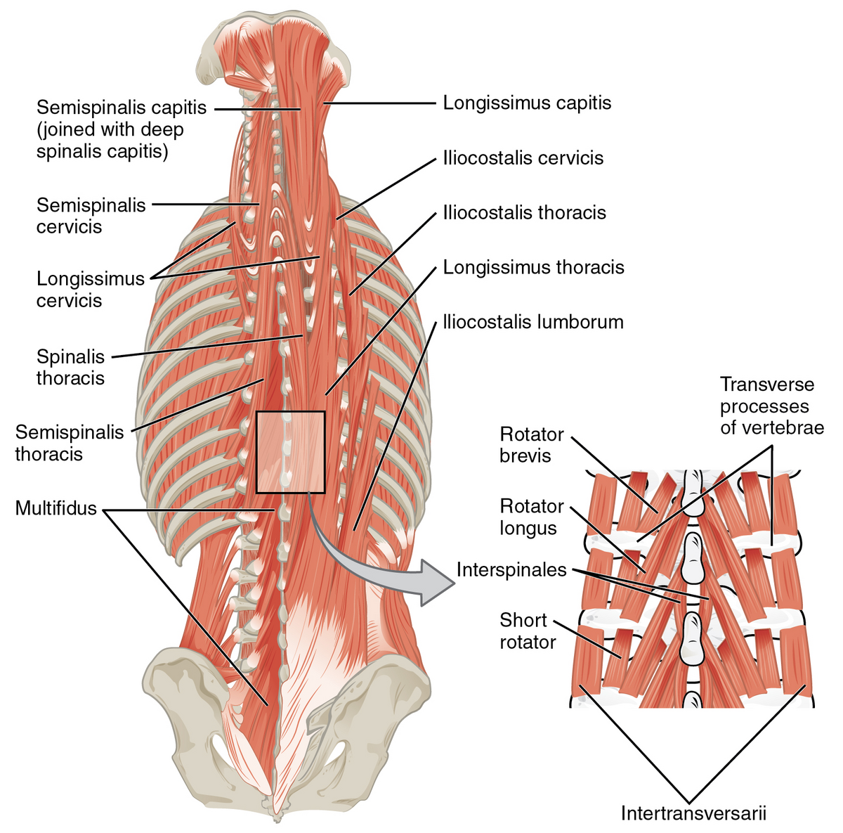 Back Muscles