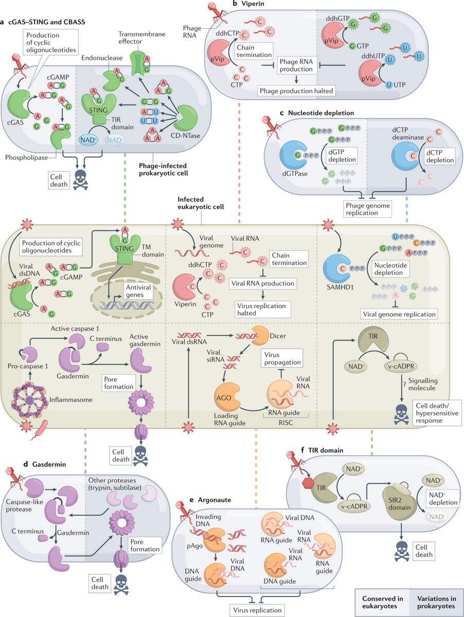 Bacterial Origins Of Human Cell Autonomous Innate Immune Mechanisms Nature Reviews Immunology