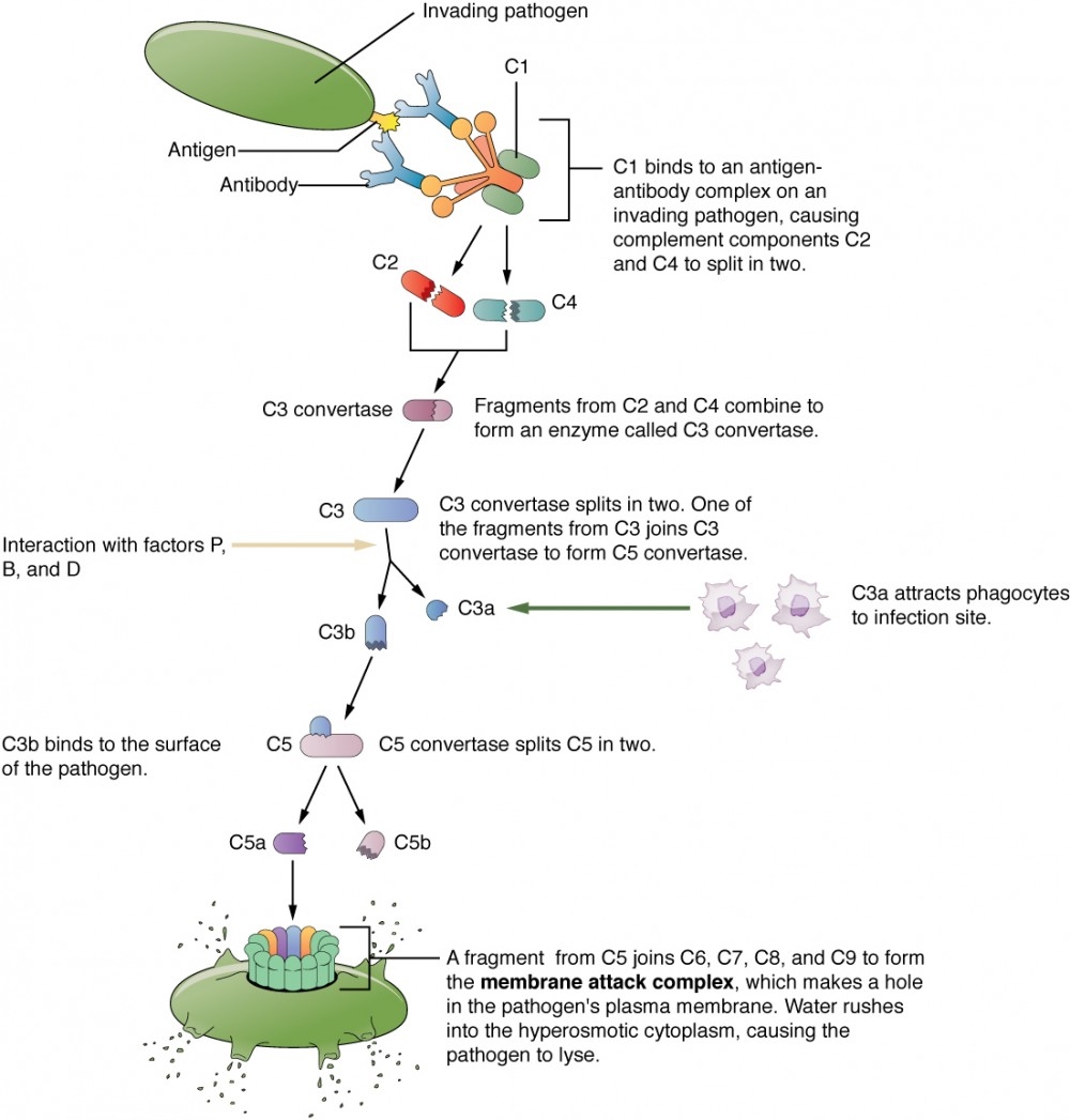 Barrier Defenses And The Innate Immune Response Anatomy And Physiology II