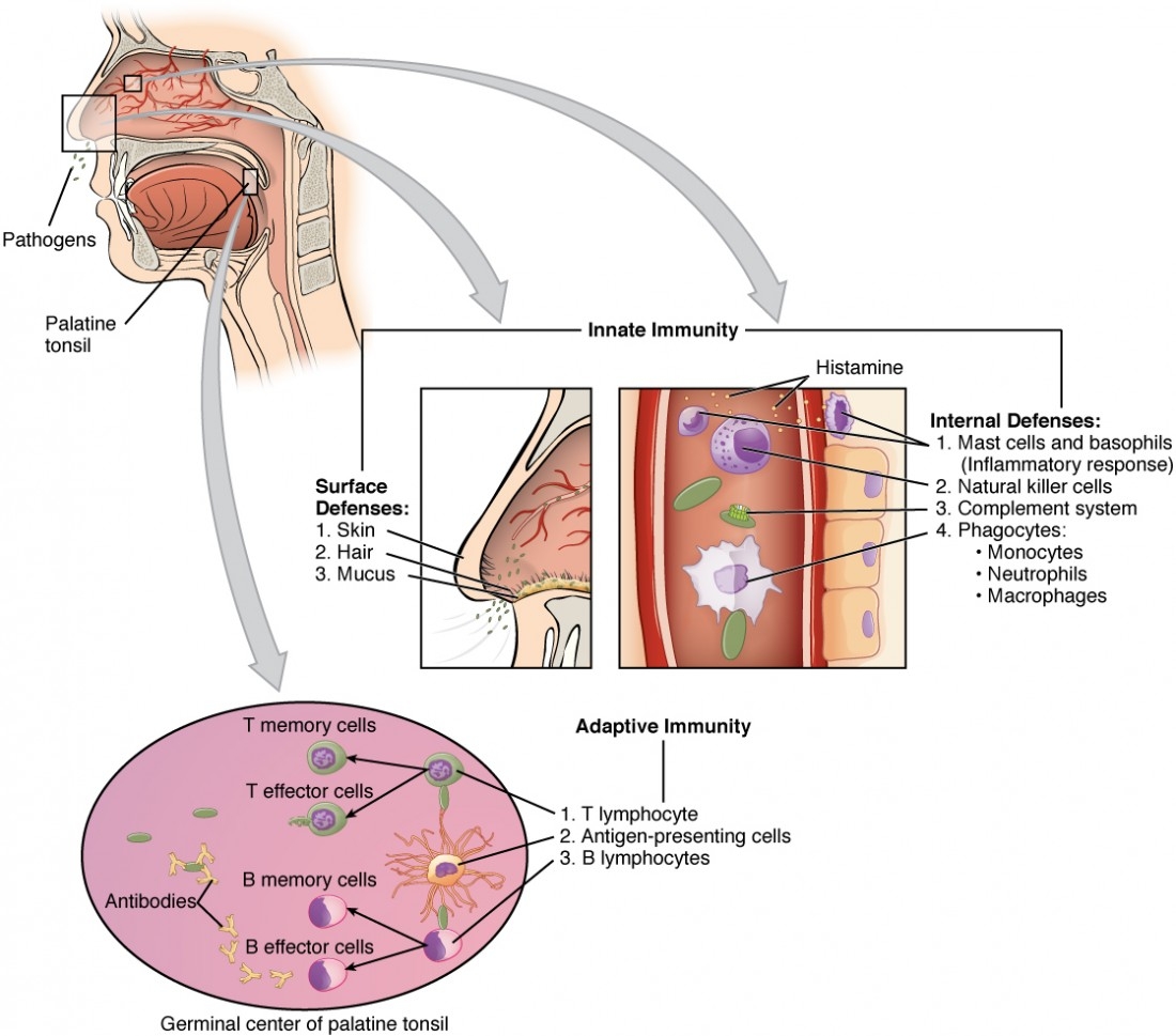 Barrier Defenses And The Innate Immune Response Anatomy And Physiology II