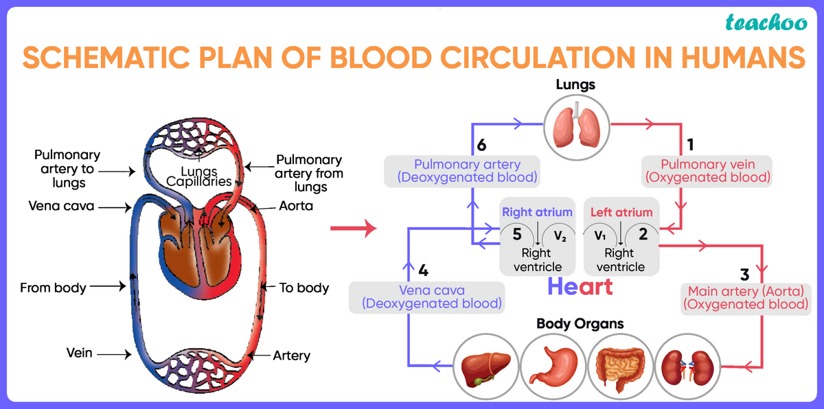 Bio Draw A Flowchart Of Circulation Of Blood Through Human Heart Bio Draw A Flowchart Of Circulation Of Blood Through Human Heart