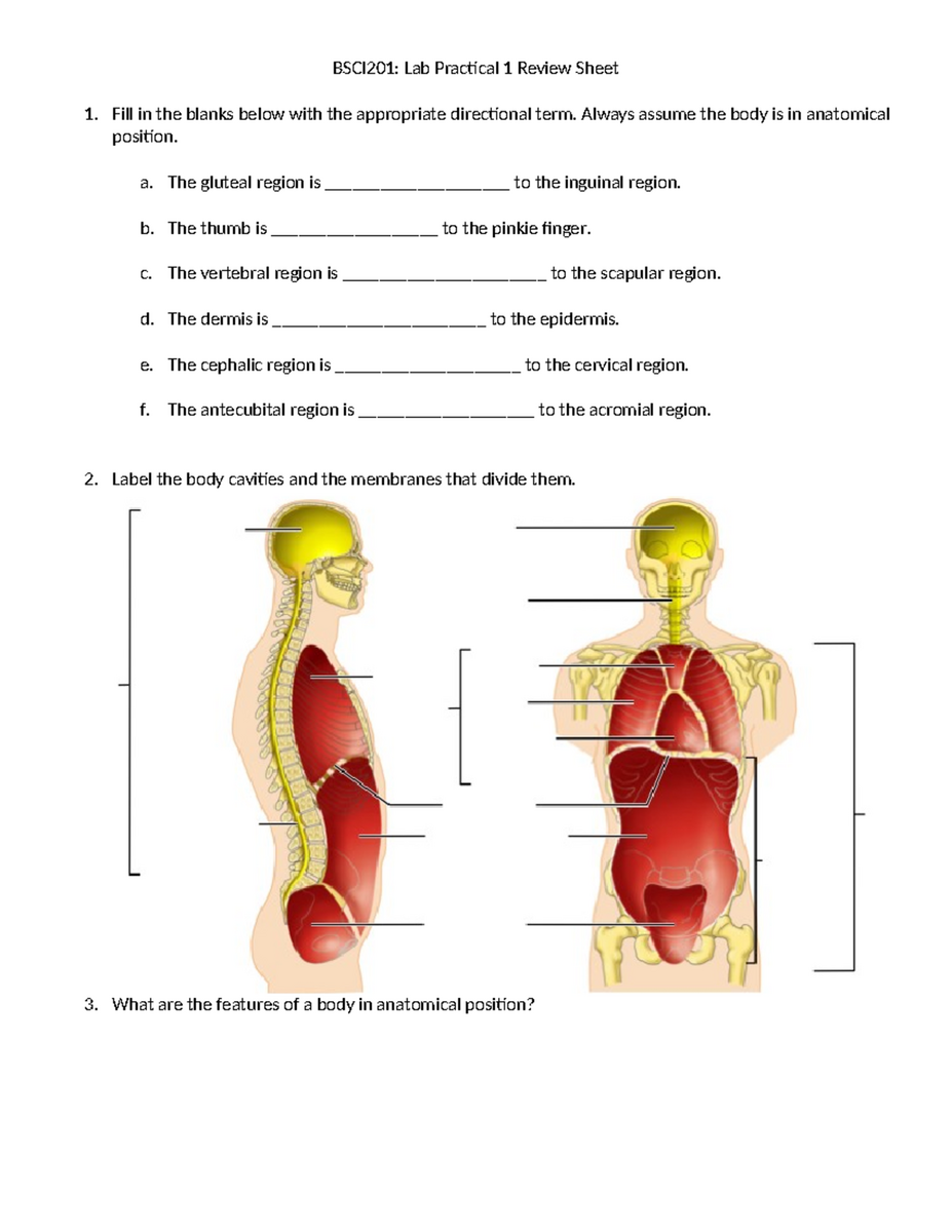 BIOL 101 Practical 1 Review Sheet On Anatomical Terms Tissues Studocu