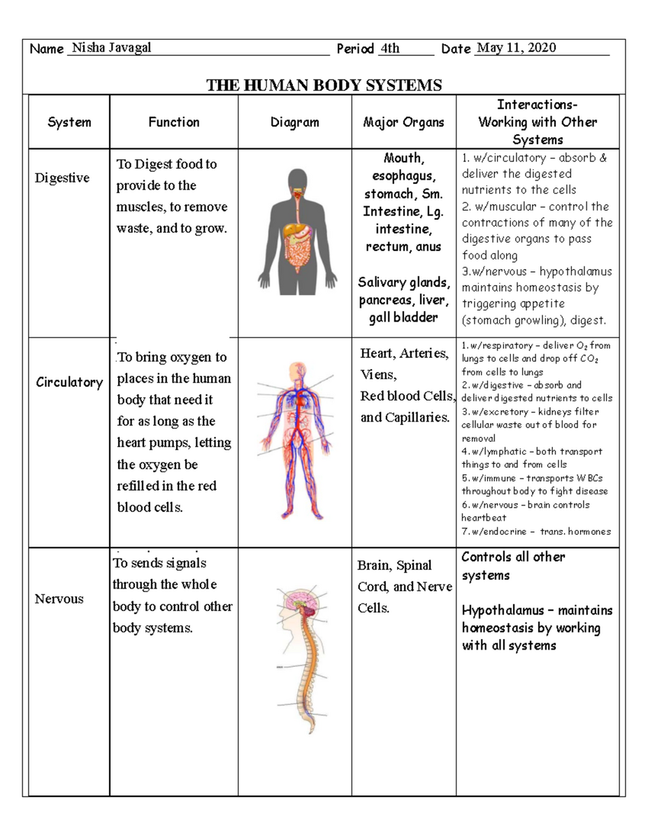 Biology 1 Human Body Systems Interactions Chart Summary KEY Studocu