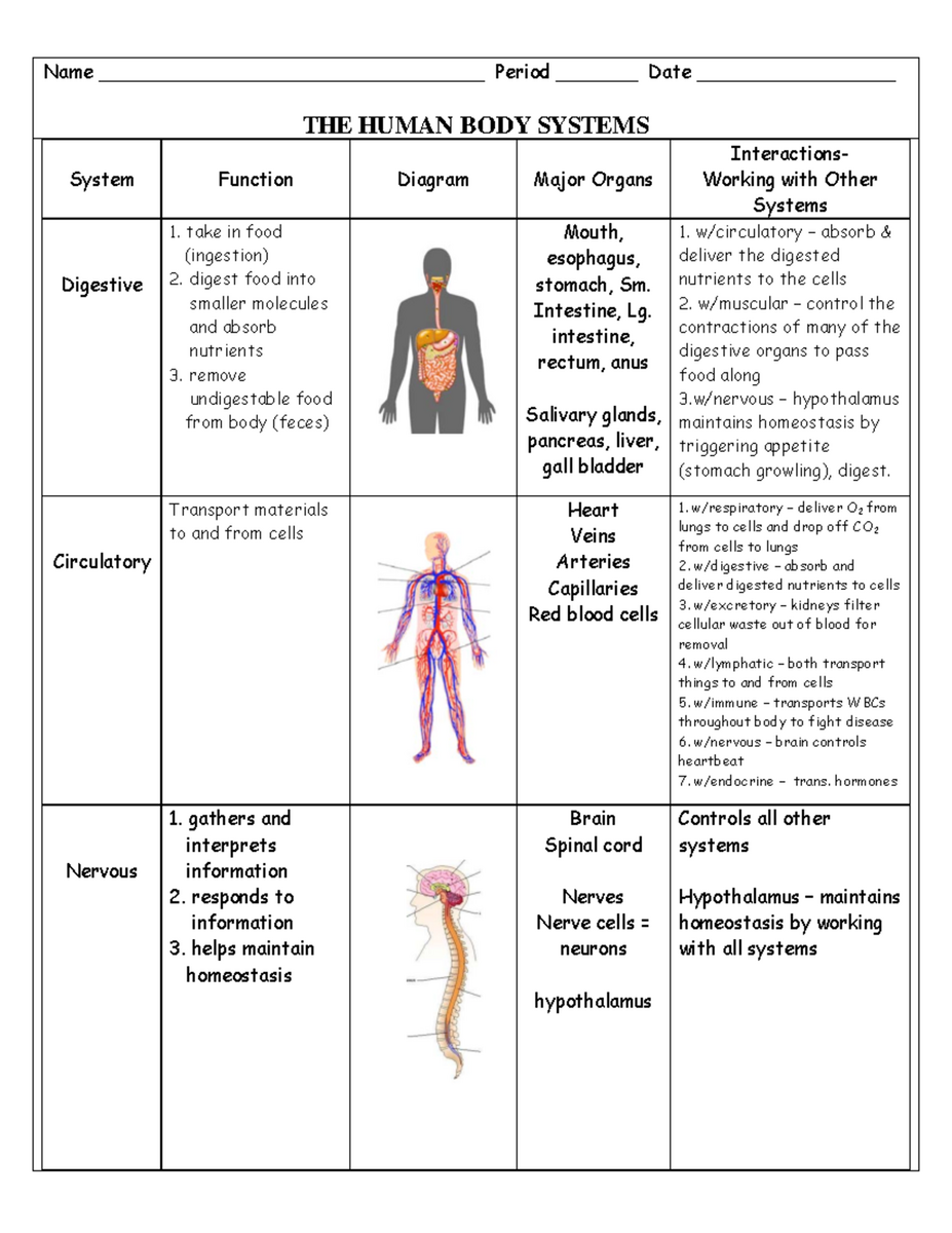 Biology 101 Human Body Systems Interaction Chart Study Guide Studocu