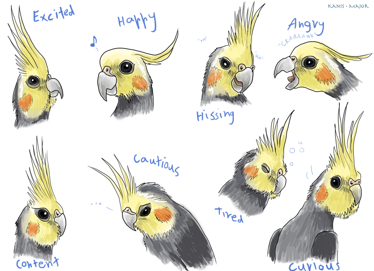 Bird Body Language Language Learning Tips