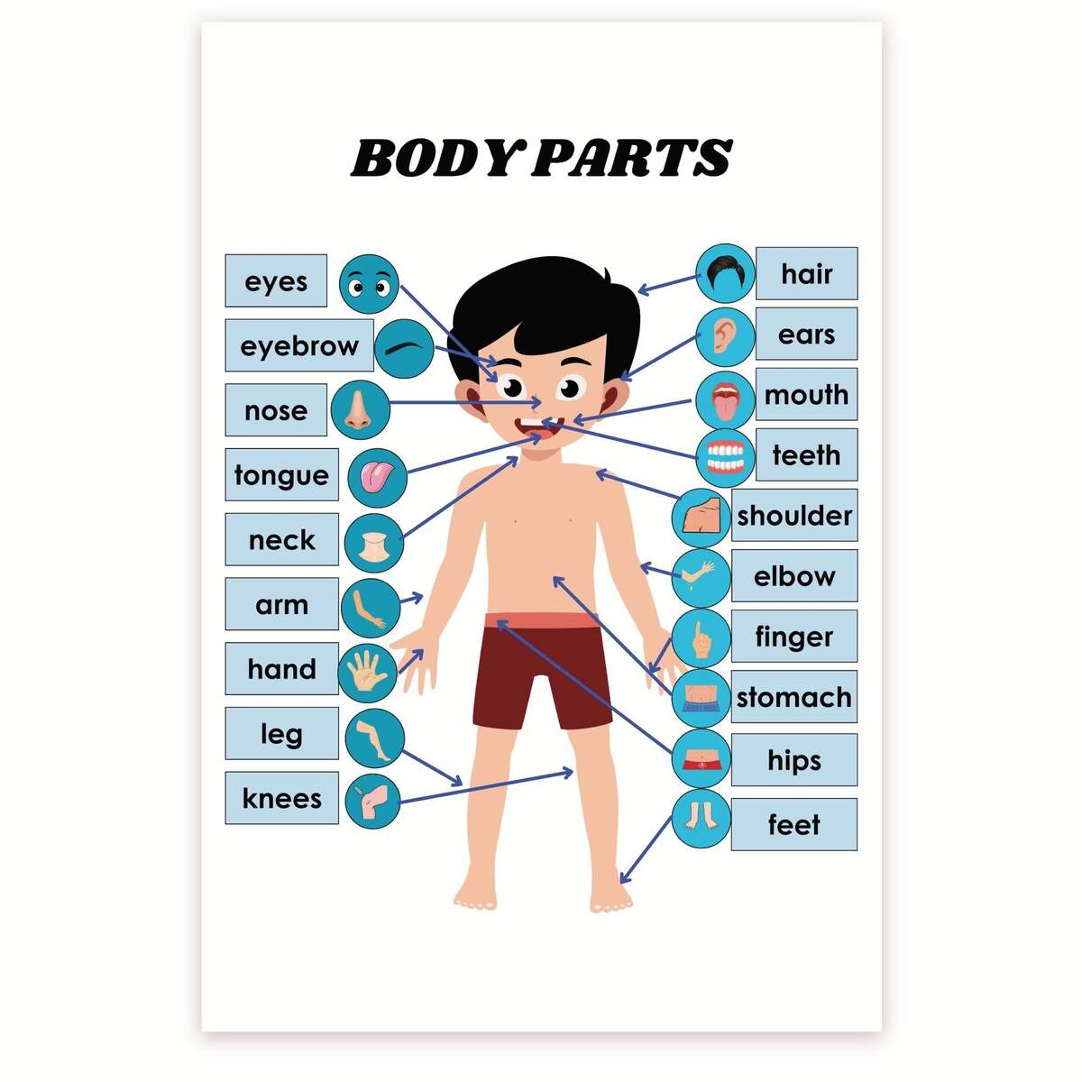 Bliss Monkey Co Boys Body Parts Poster Anatomy Chart For Boys Biology Classroom Poster Visual Learning Tool 12 X 18 Inch Poster Unframed Premium 100lb Gloss Made In USA BMCP0366 Walmart