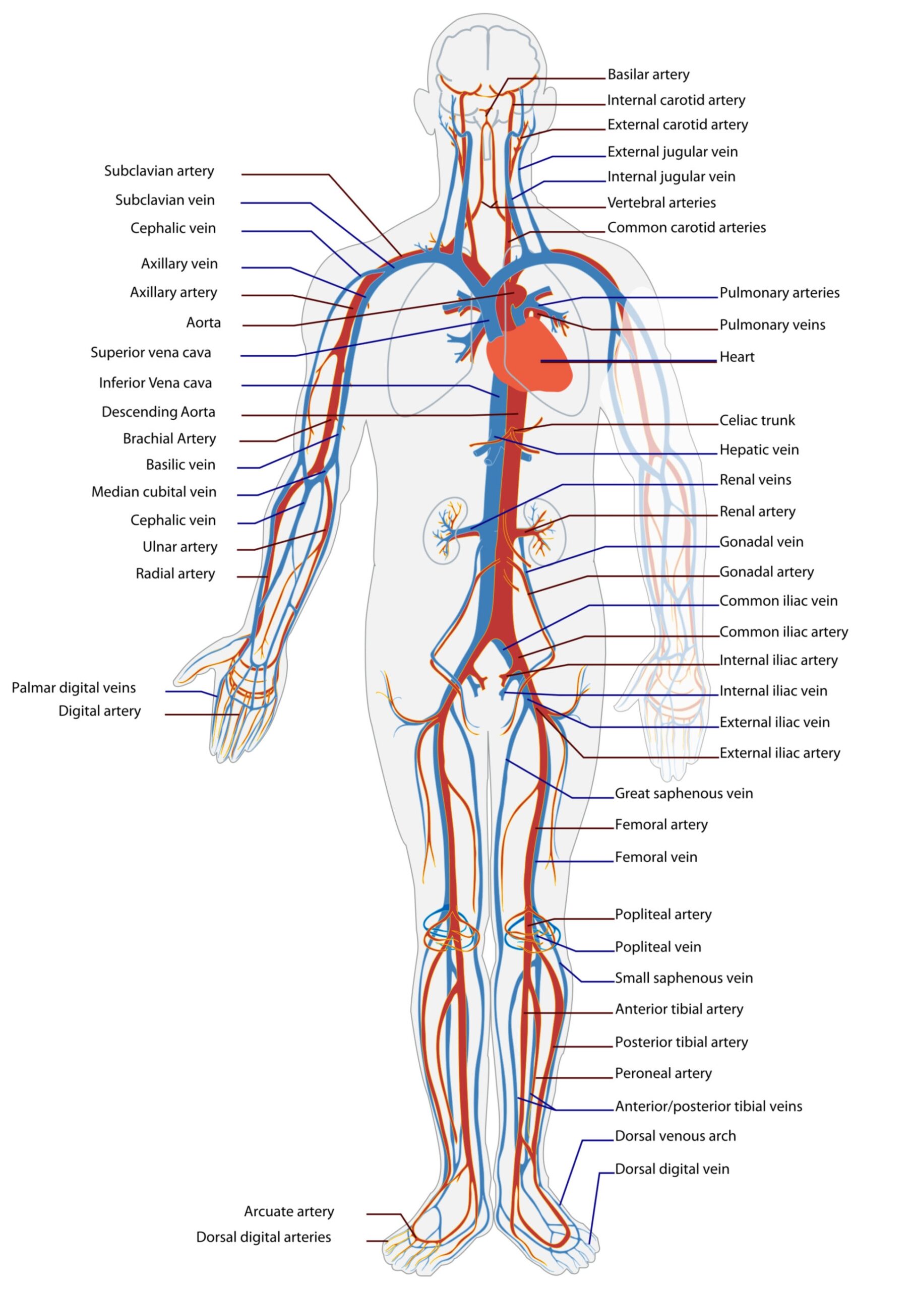 Blood Circulatory System Illustration DocCheck