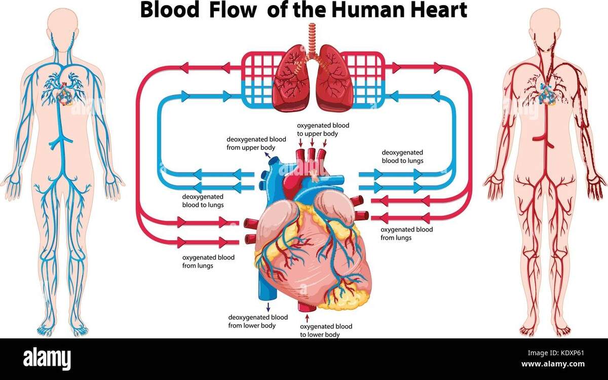 Blood Flow Diagram Stock Vector Images Alamy