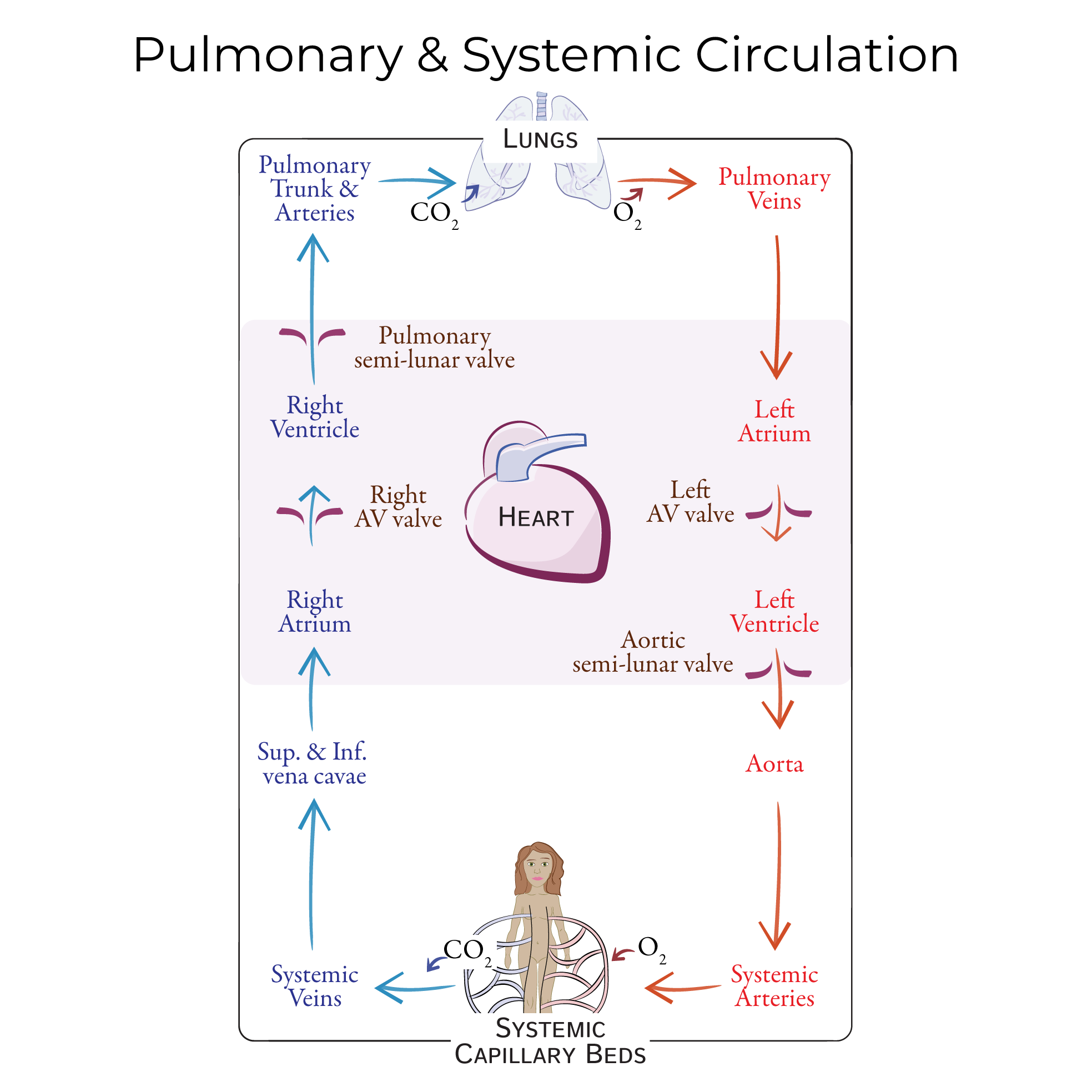 Blood Flow Through Heart Lungs And Body Gross Anatomy Flashcards Ditki Medical And Biological Sciences
