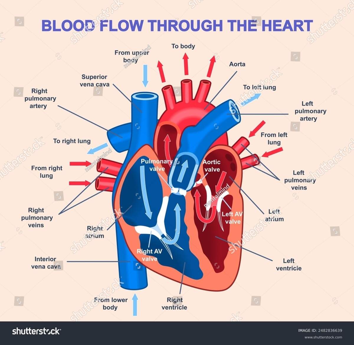 Blood Flow Through Heart Medical Infographics Stock Vector Royalty Free 2482836639 Shutterstock