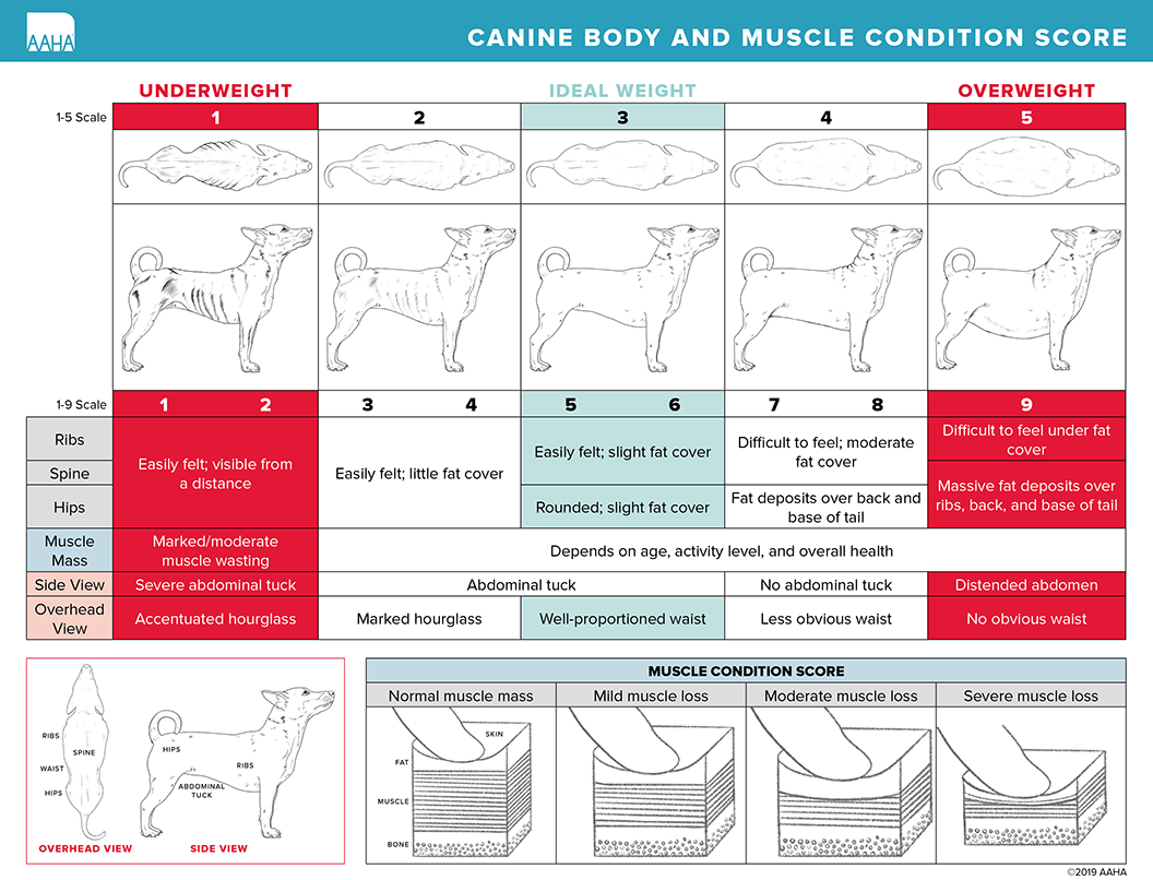 Body And Muscle Condition Score AAHA
