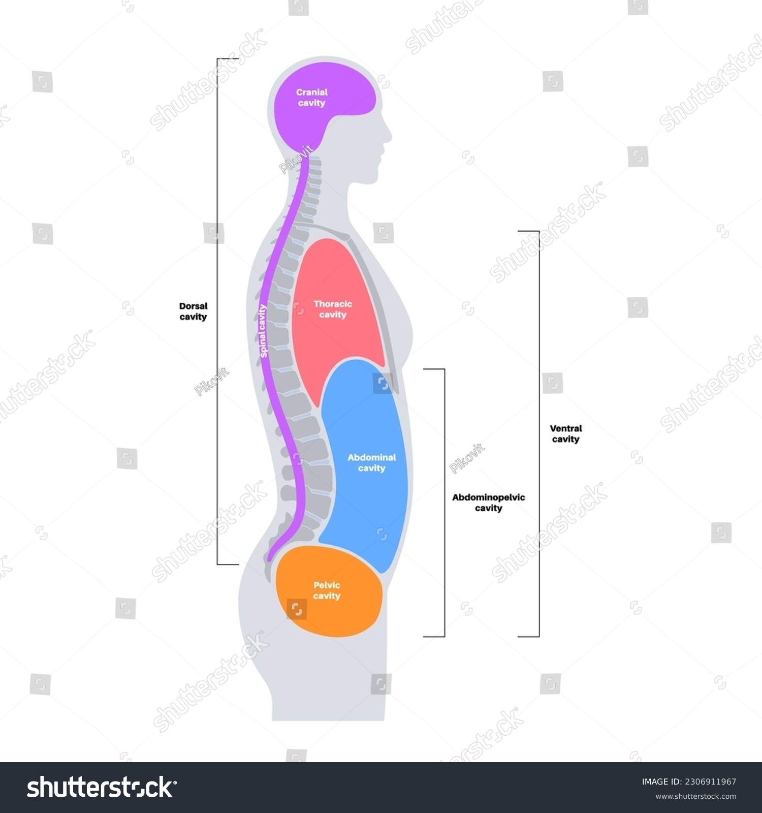 Body Cavities Anatomical Poster Spaces Male Stock Vector Royalty Free 2306911967 Shutterstock