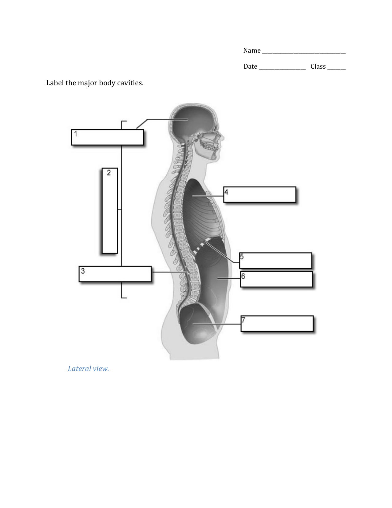 Body Cavities Anatomical Poster Spaces Male Stock Vector Royalty Free 2306911967 Shutterstock