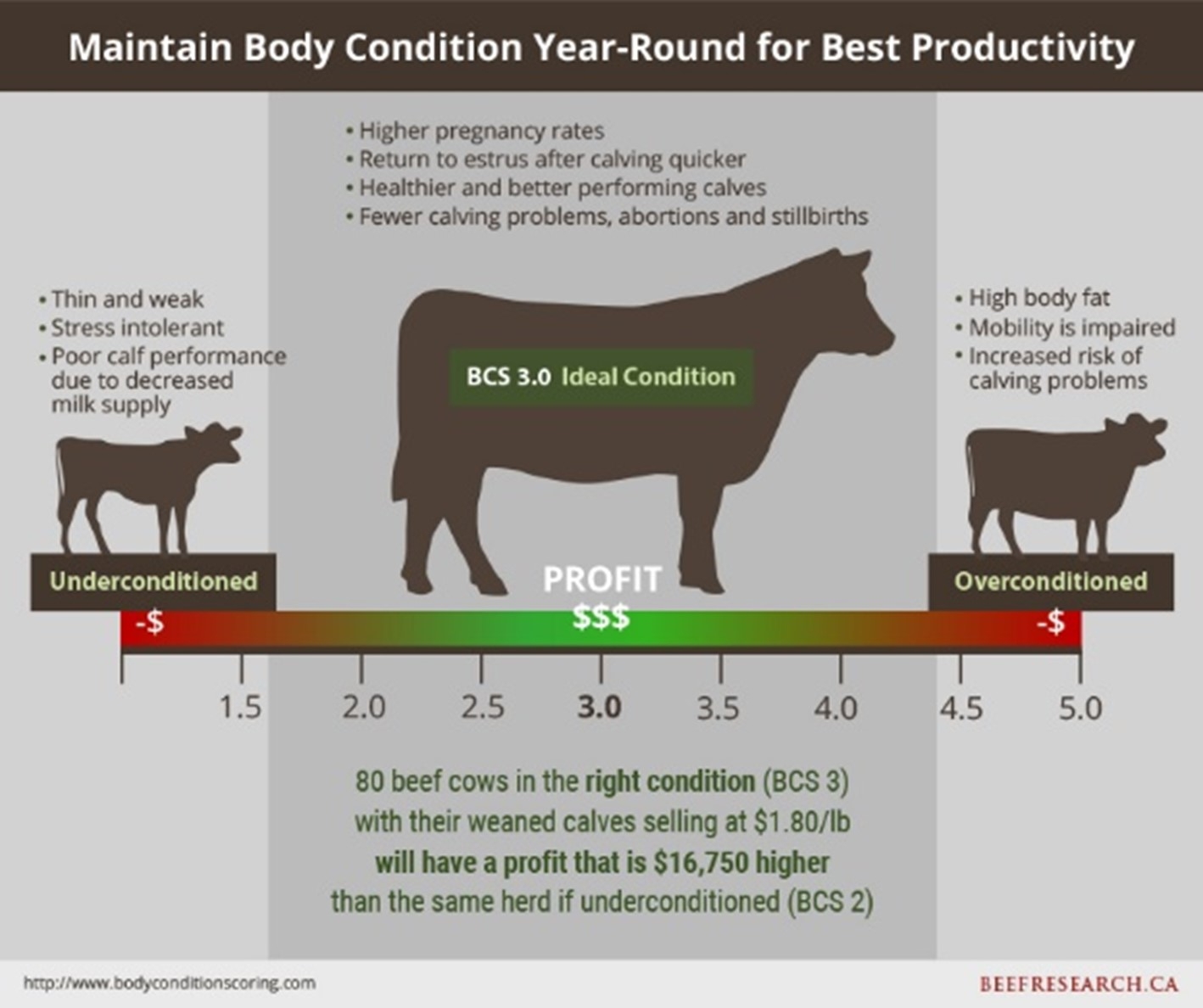 Body Condition BeefResearch Ca