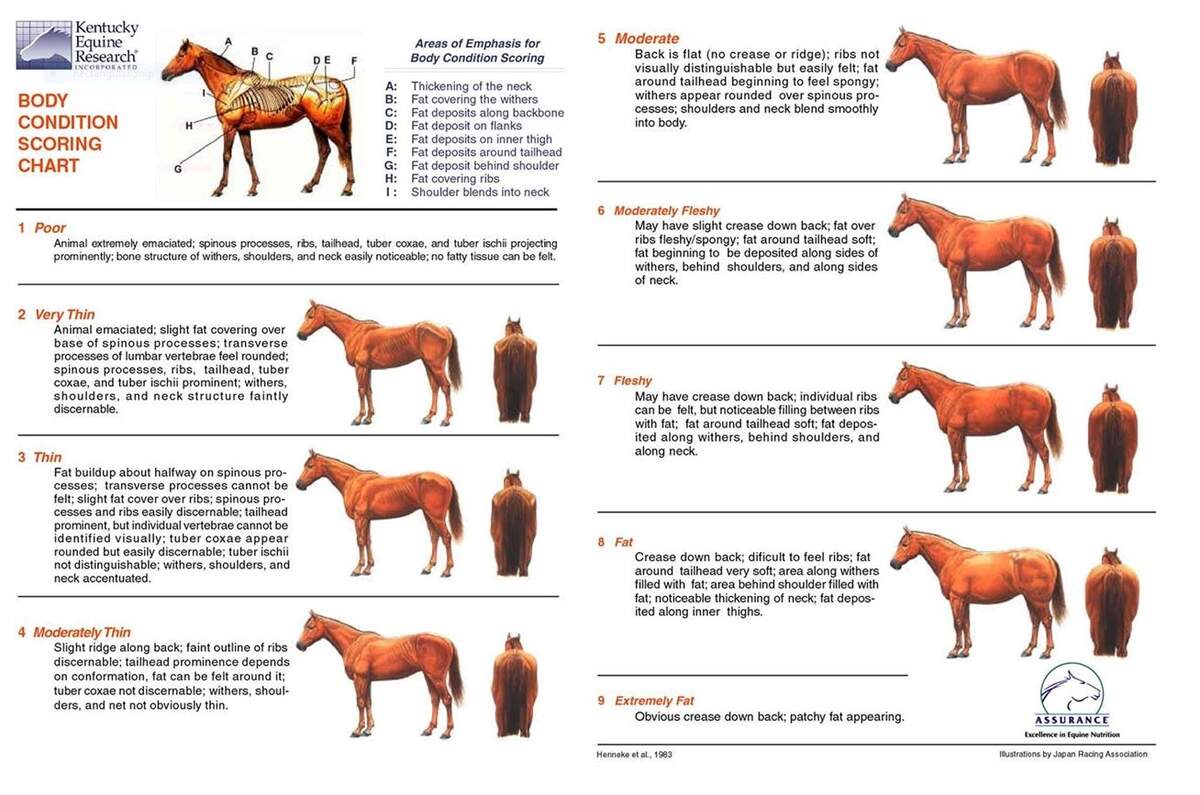 Body Condition Score Chart Fox Valley Equine