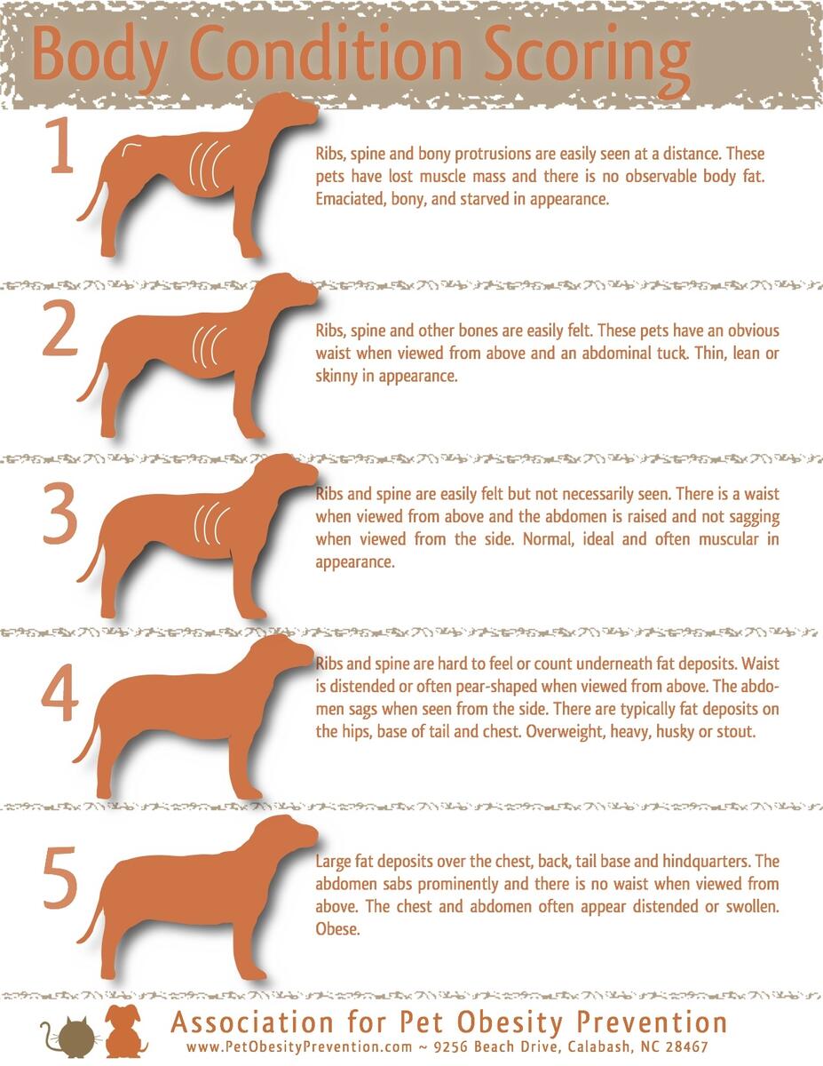 Body Condition Score Pitbull Healthy Weight Body Condition Score Weight Of Healthy Cat Royal Canin Satiety