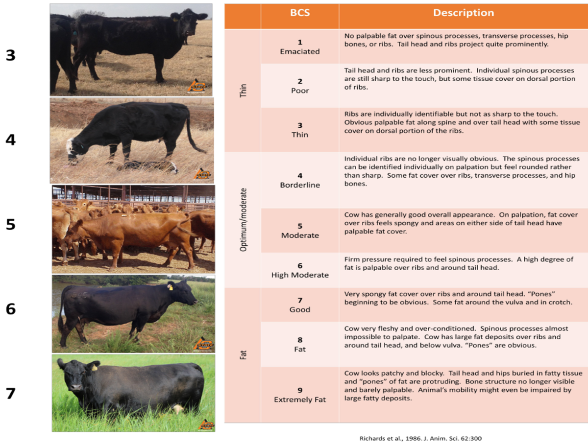 Body Condition Scores BIF Guidelines Wiki Body Condition Scores BIF Guidelines Wiki