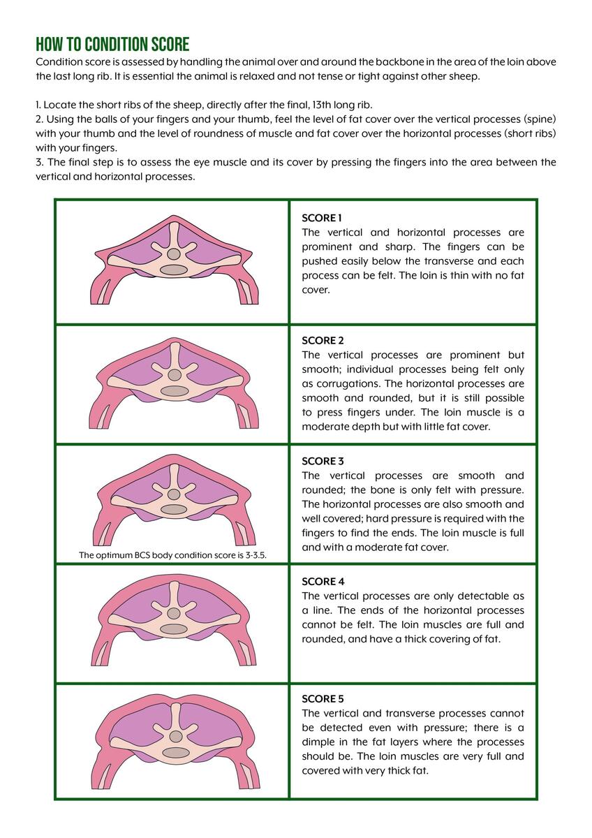 Body Condition Scoring Of Adult Sheep Hook Norton Veterinary Group
