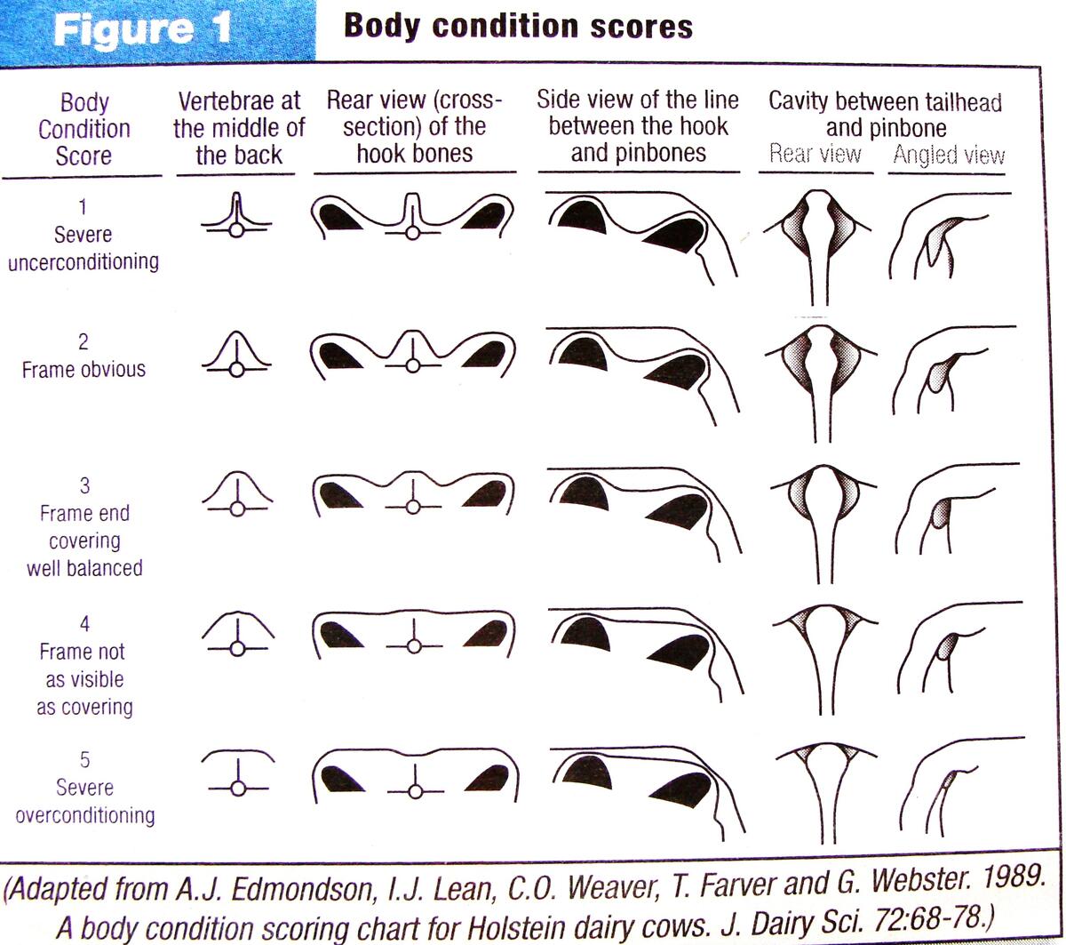 Body Condition Spirited Rose Homestead Dairy Farm Body Condition Spirited Rose Homestead Dairy Farm