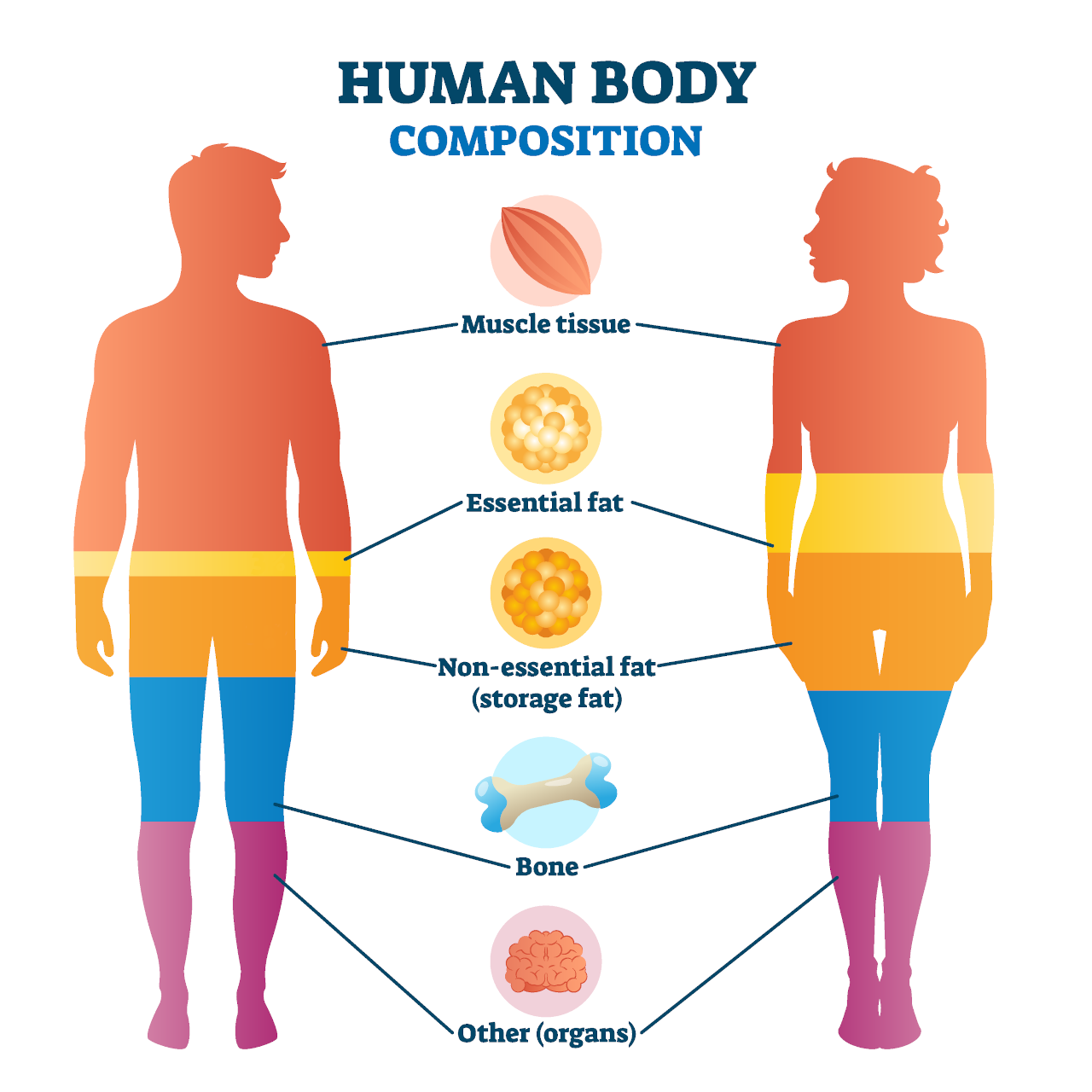 Body Fat Calculator Calculate Percentage Of Body Fat