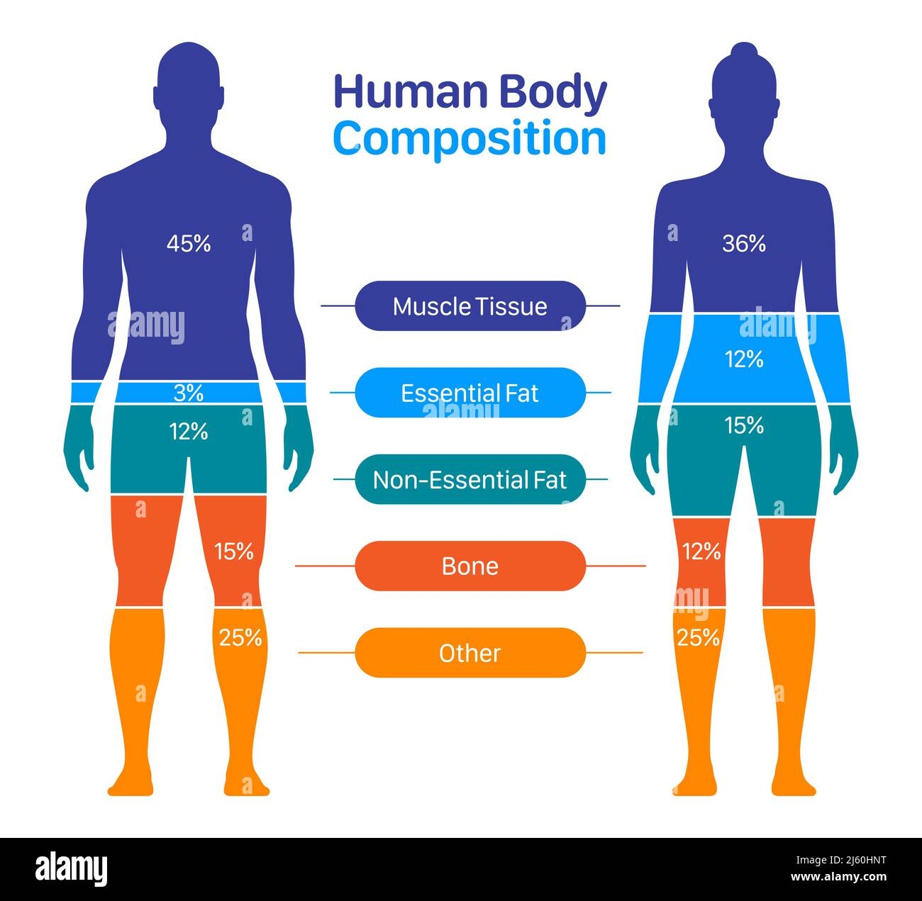 Body Fat Percentage Chart Hi Res Stock Photography And Images Alamy