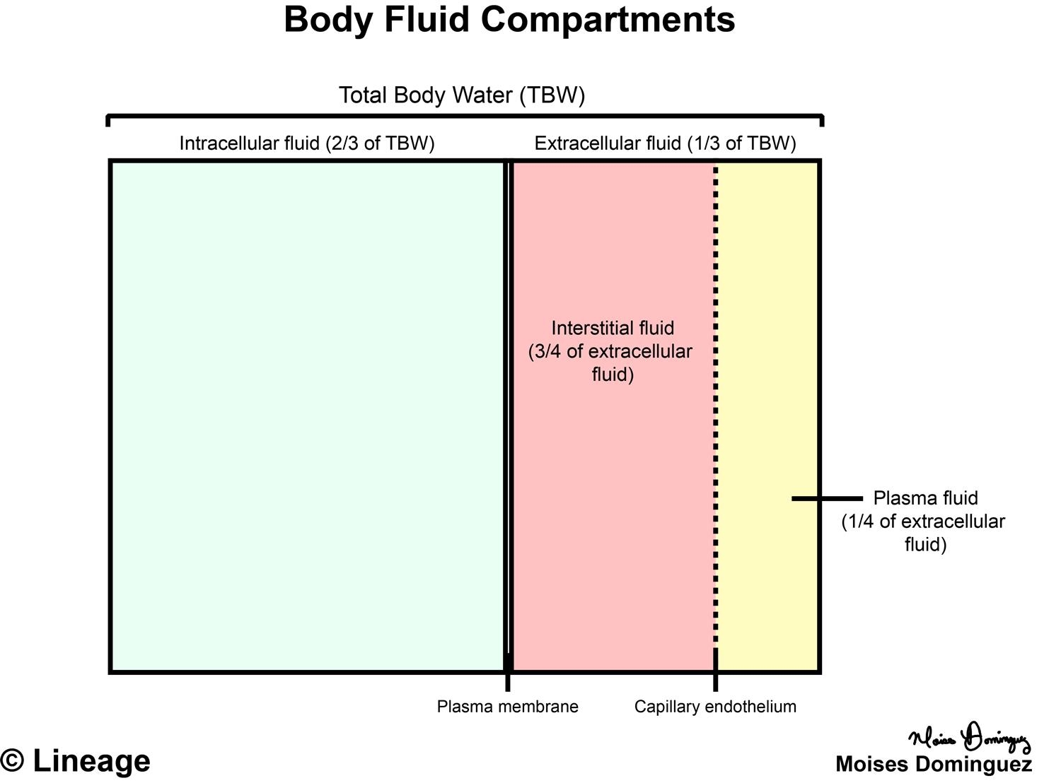 Body Water Compartments Ditki Medical And Biological Sciences