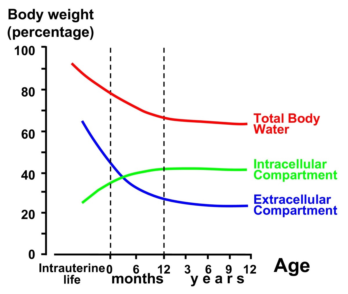 Body Fluids And Salt Metabolism Part I Italian Journal Of Pediatrics Body Fluids And Salt Metabolism Part I Italian Journal Of Pediatrics