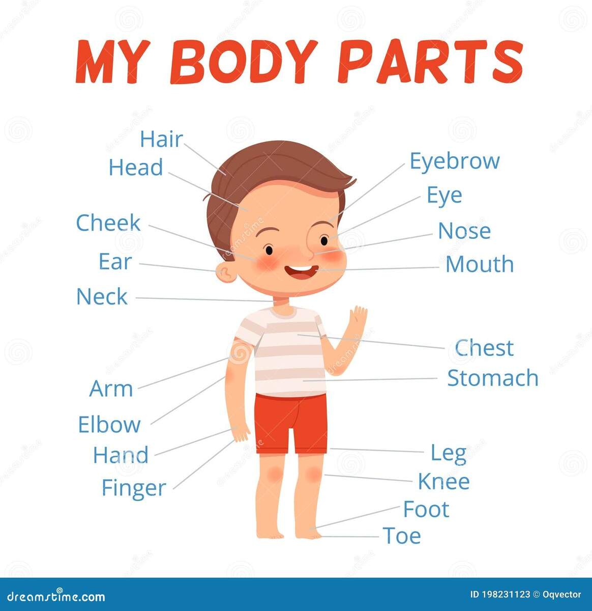 Body Human Kids Parts Stock Illustrations 251 Body Human Kids Parts Stock Illustrations Vectors Clipart Dreamstime