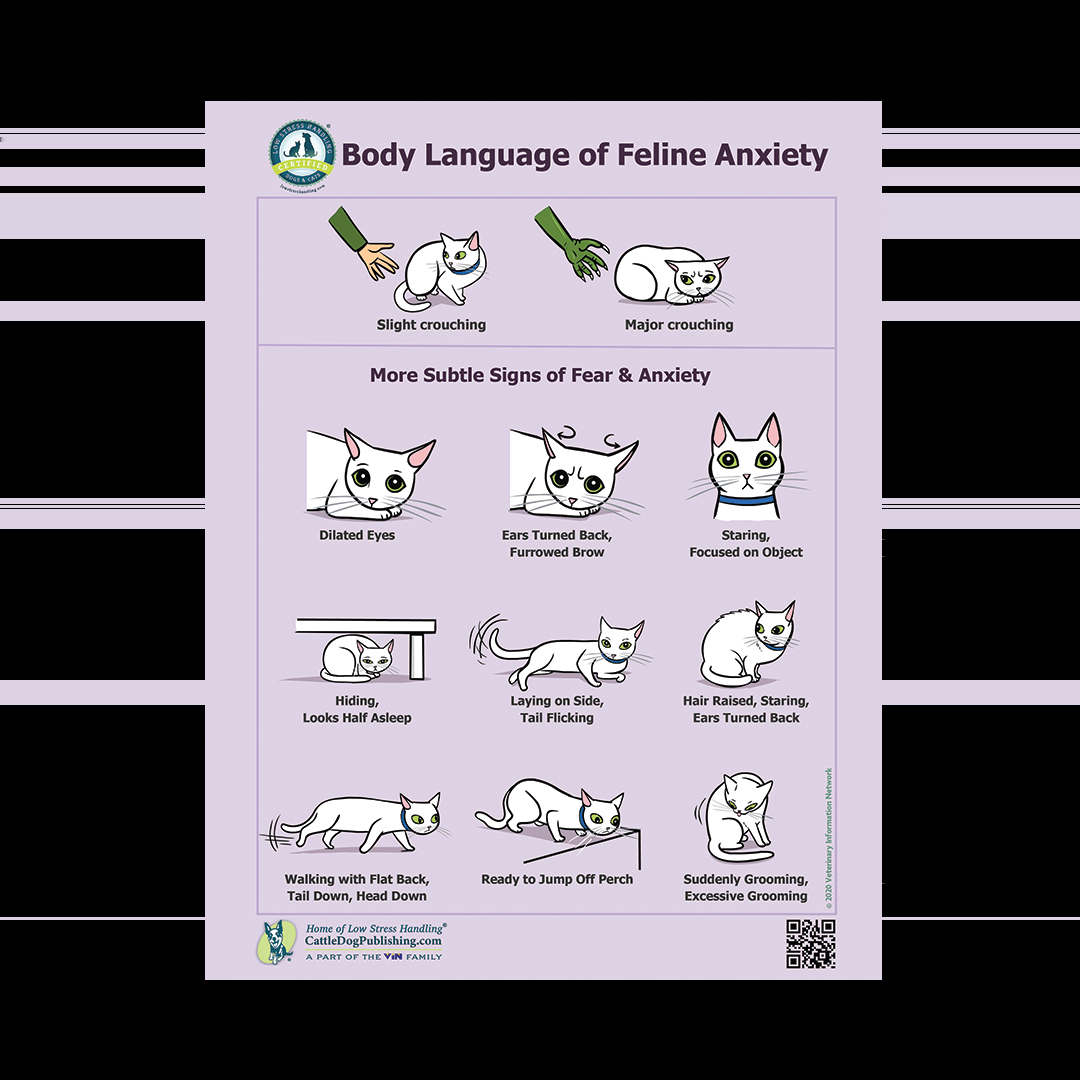 Body Language Of Feline Anxiety Poster Packet Of 25 Handouts CattleDog Publishing Body Language Of Feline Anxiety Poster Packet Of 25 Handouts CattleDog Publishing