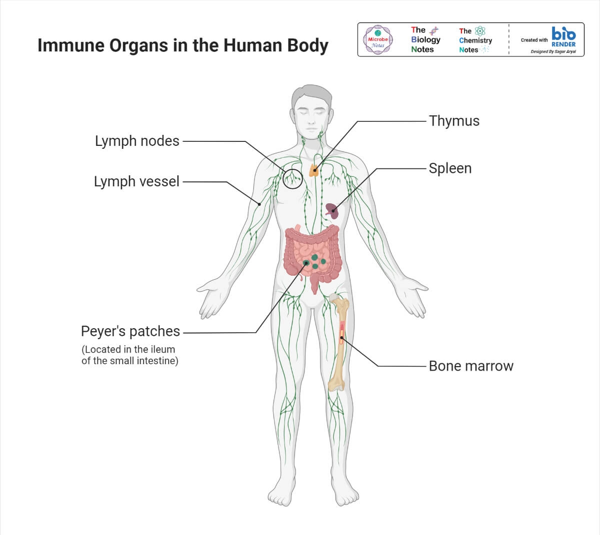 Body Armor Protection Levels Simplified Spartan Armor Systems