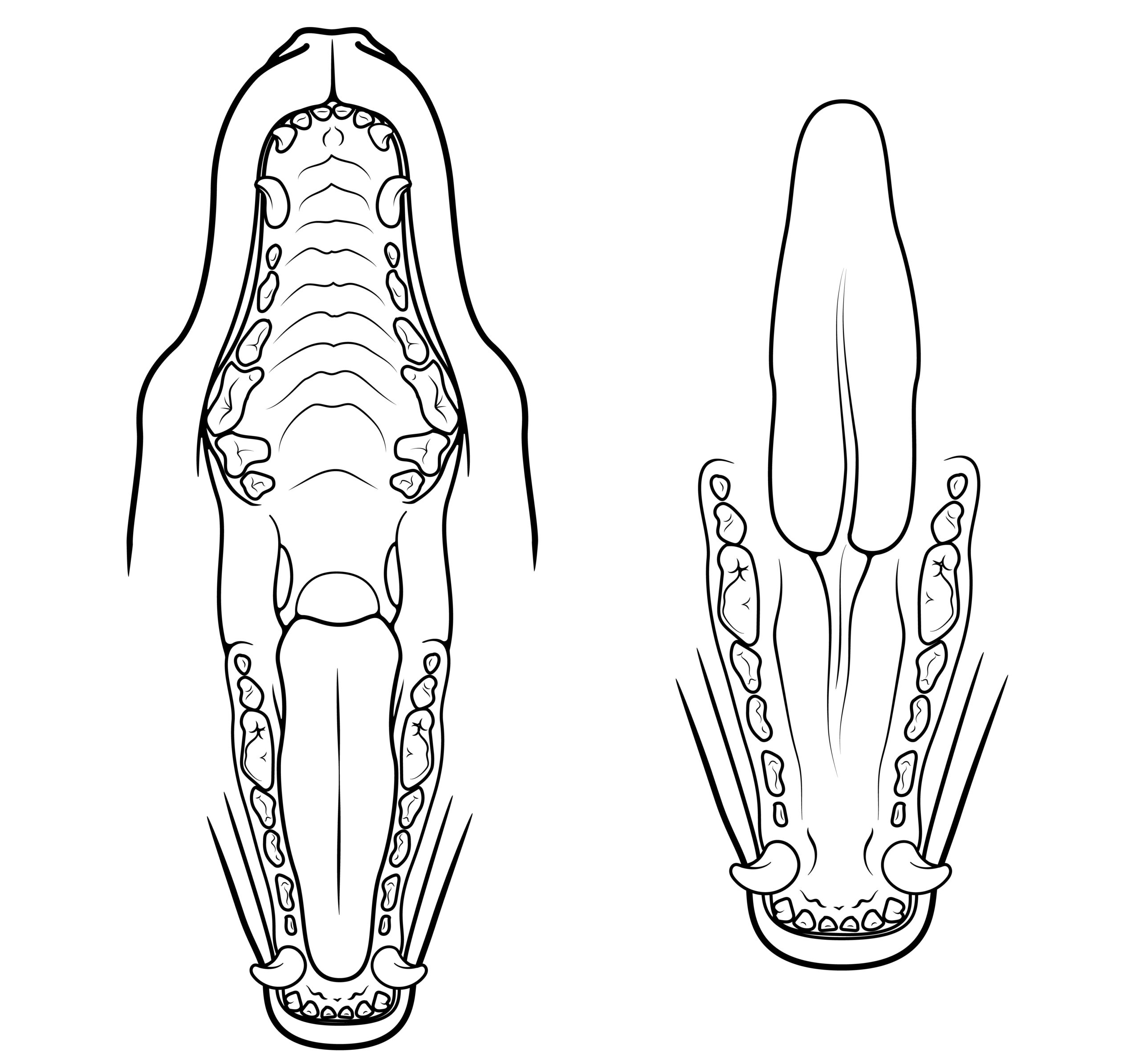 Body Map Illustrations Cornell University College Of Veterinary Medicine Body Map Illustrations Cornell University College Of Veterinary Medicine