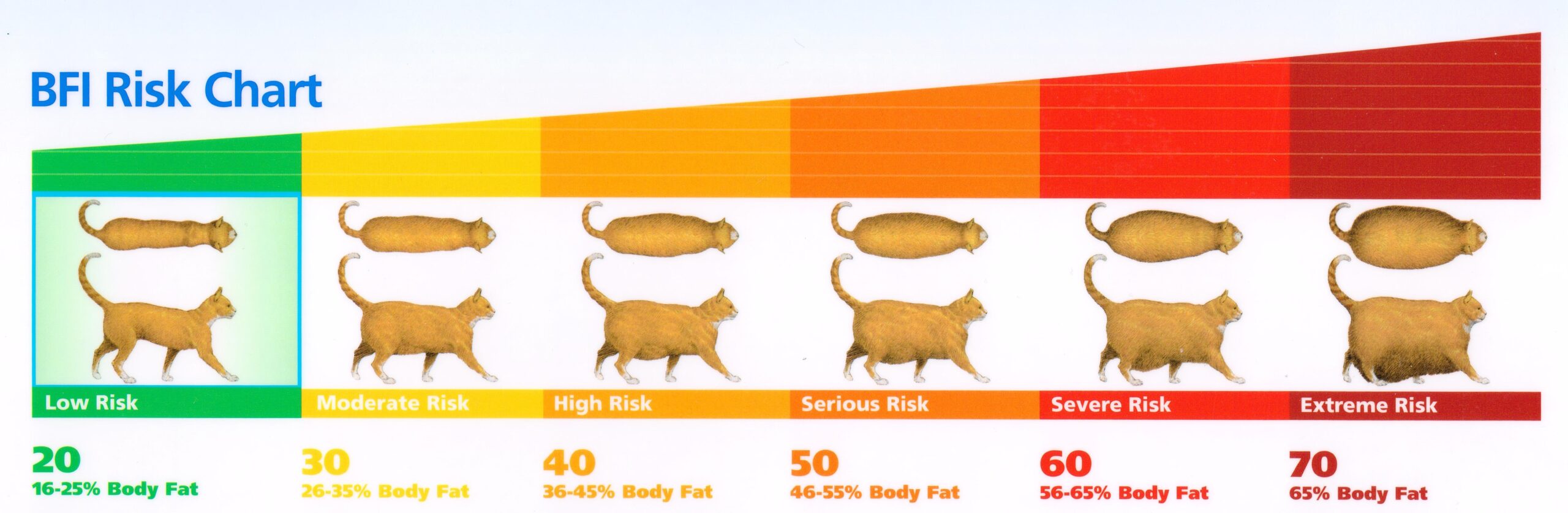 Body Mass Index Albert North Vet Clinic Body Mass Index Albert North Vet Clinic