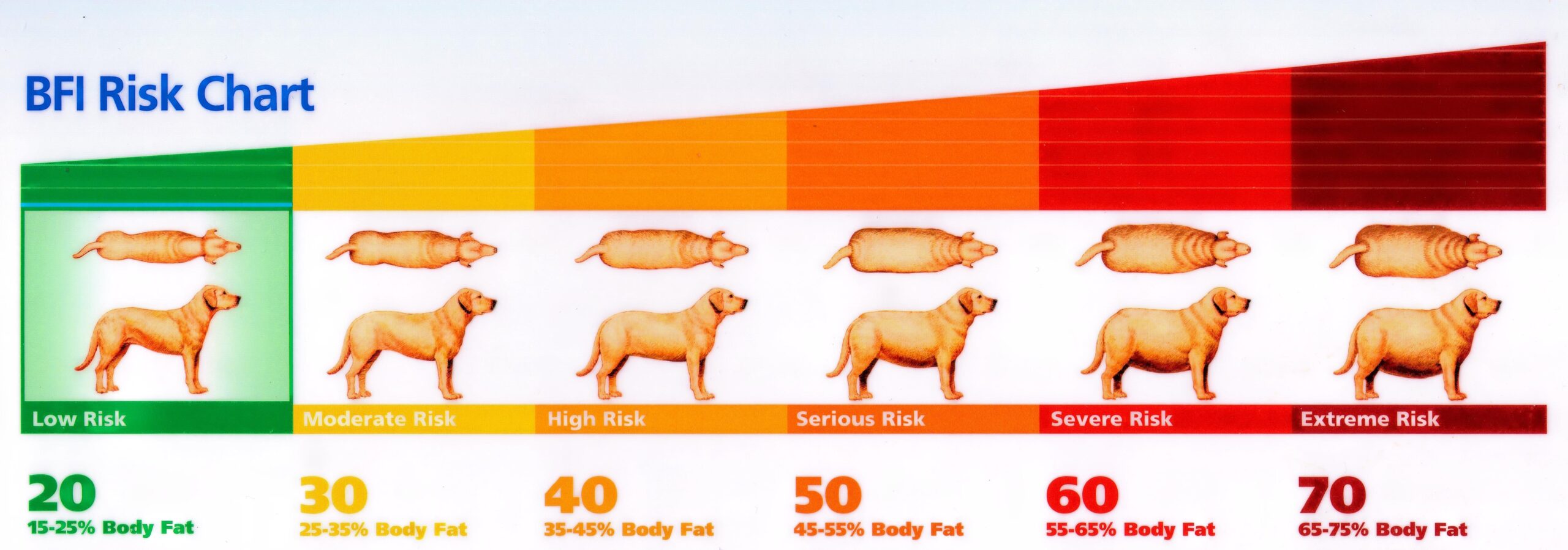 Body Mass Index Albert North Vet Clinic Cat Obesity How To Keep Your Cat At A Healthy Weight Just Cats Veterinary Clinic