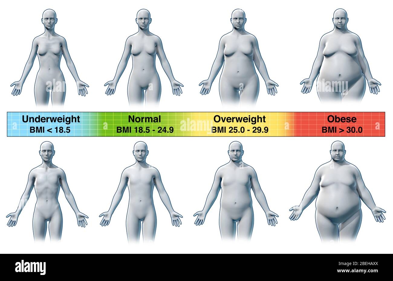 Body Mass Index Man Hi Res Stock Photography And Images Alamy