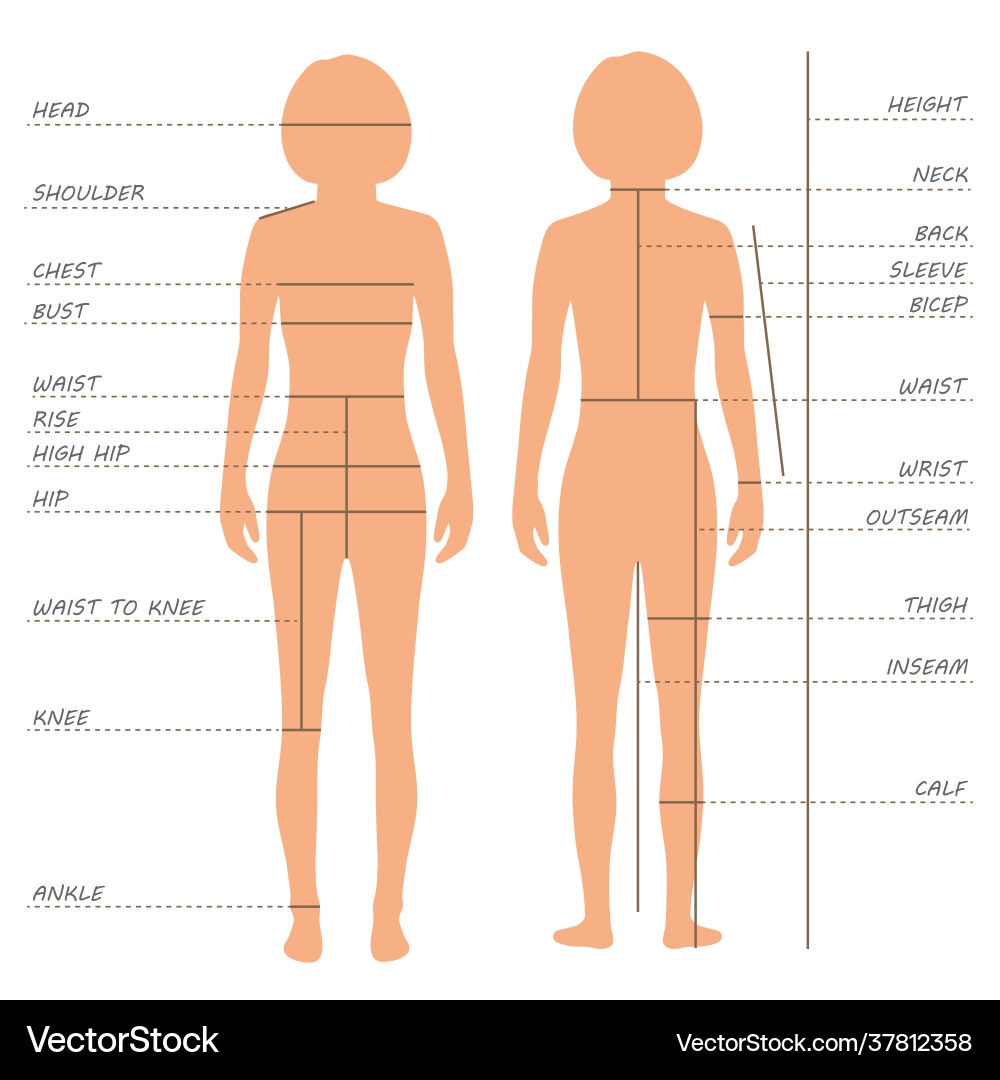Body Measurement Size Chart Royalty Free Vector VectorStock Body Measurement Size Chart Royalty Free Vector VectorStock
