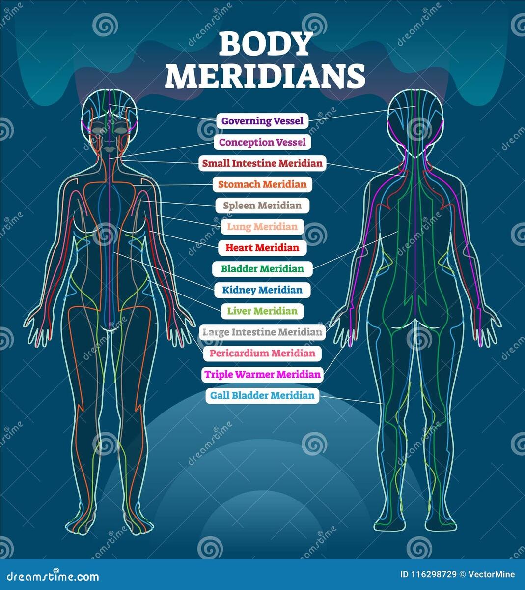 Body Meridian Chart Stock Illustrations 36 Body Meridian Chart Stock Illustrations Vectors Clipart Dreamstime