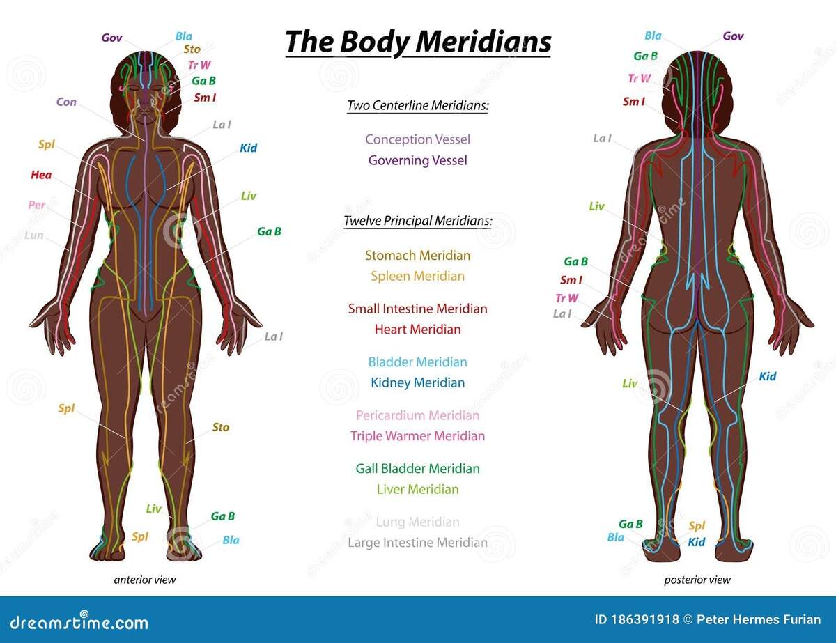 Body Meridian Chart Stock Illustrations 36 Body Meridian Chart Stock Illustrations Vectors Clipart Dreamstime