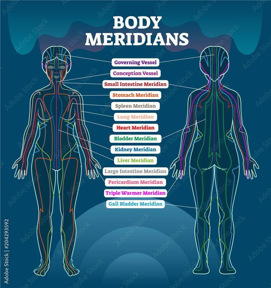 Body Meridian System Vector Illustration Scheme Chinese Energy Acupuncture Therapy Diagram Chart Stock Vector Adobe Stock Amazon Cindy Black Acupressure Chart 12 Meridians Pressure Points Guide For Reflexology Massage Energy Healing And Holistic Wellness J Yen Shu Liao Office Products