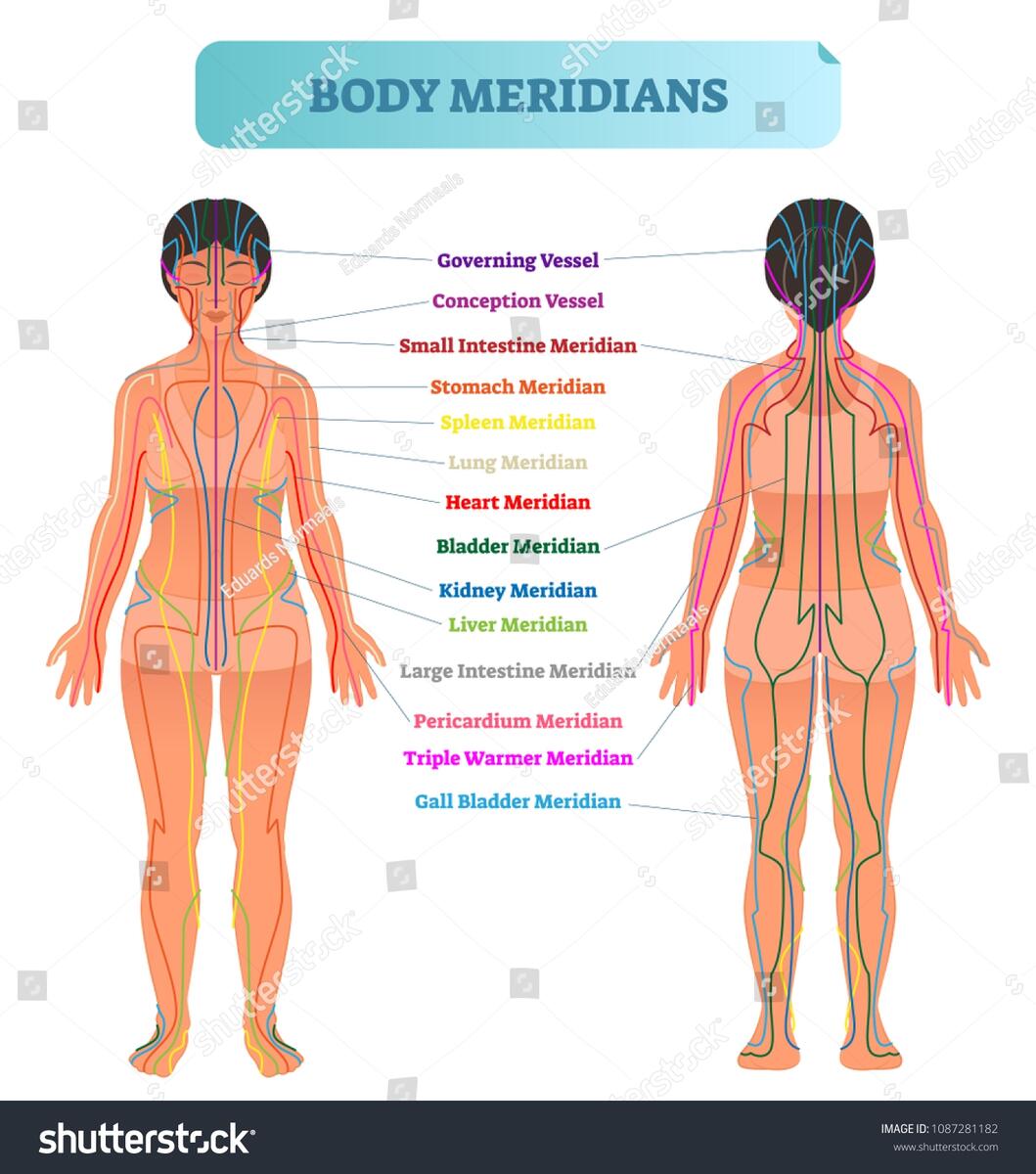 Body Meridian System Vector Illustration Scheme Stock Vector Royalty Free 1087281182 Shutterstock Body Meridian System Vector Illustration Scheme Stock Vector Royalty Free 1087281182 Shutterstock