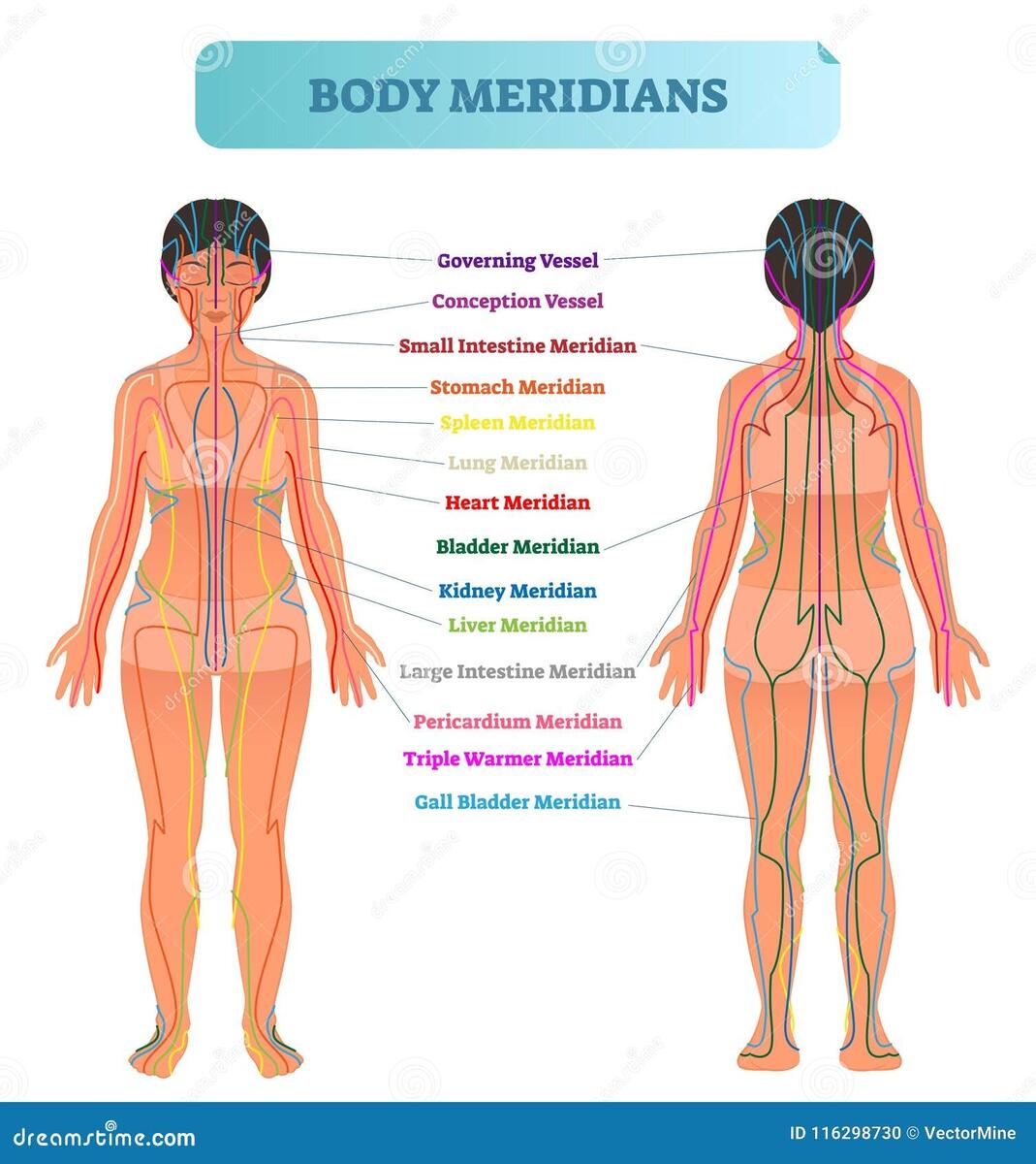 Body Meridians Chart Stock Illustrations 18 Body Meridians Chart Stock Illustrations Vectors Clipart Dreamstime Body Meridians Chart Stock Illustrations 18 Body Meridians Chart Stock Illustrations Vectors Clipart Dreamstime