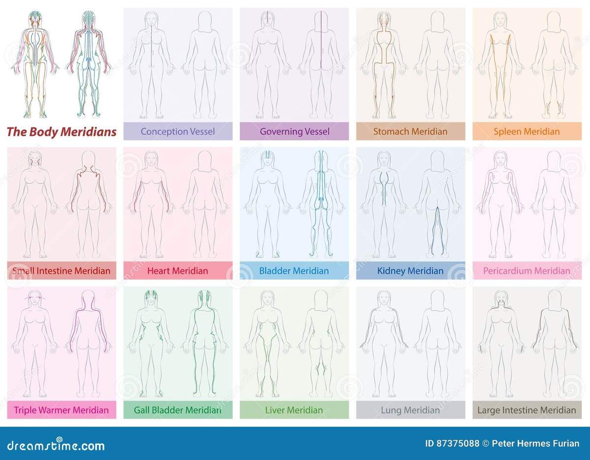 Body Meridians Chart Woman Colors Stock Vector Illustration Of Healing Asian 87375088 Body Meridians Chart Woman Colors Stock Vector Illustration Of Healing Asian 87375088
