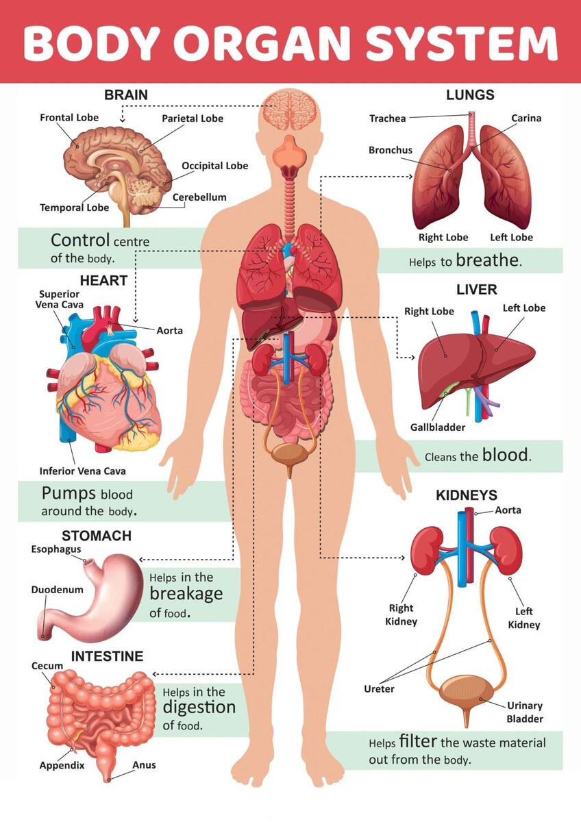 Body Organ System Chart For Kids Poster Human Physiology Chart Wall Sticking Teachingnest And Human Physiology Charts 350GSM Premium Matte Paper A4 Size Amazon In Office Products